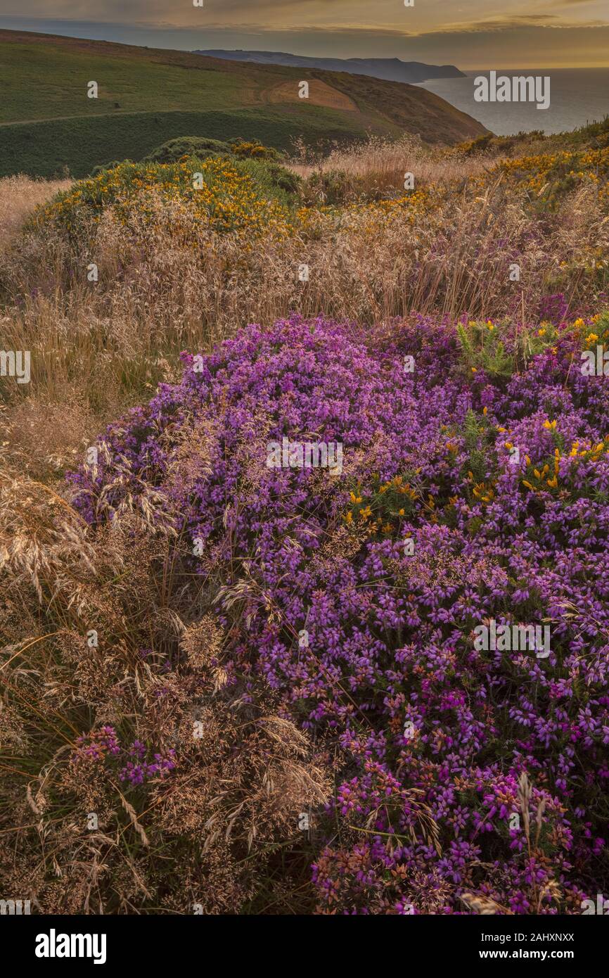 Heather and Grass moorland, with Yorkshire-fog and other grasses, in flower on the north coast of Exmoor, near Minehead. Somerset.  Evening. Stock Photo