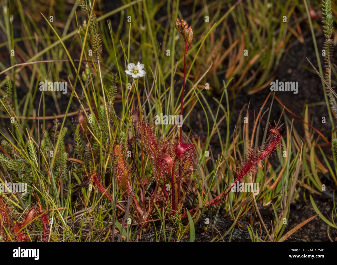 Great Sundew, Drosera anglica, in flower in wet bog, Purbeck, Dorset. Stock Photo