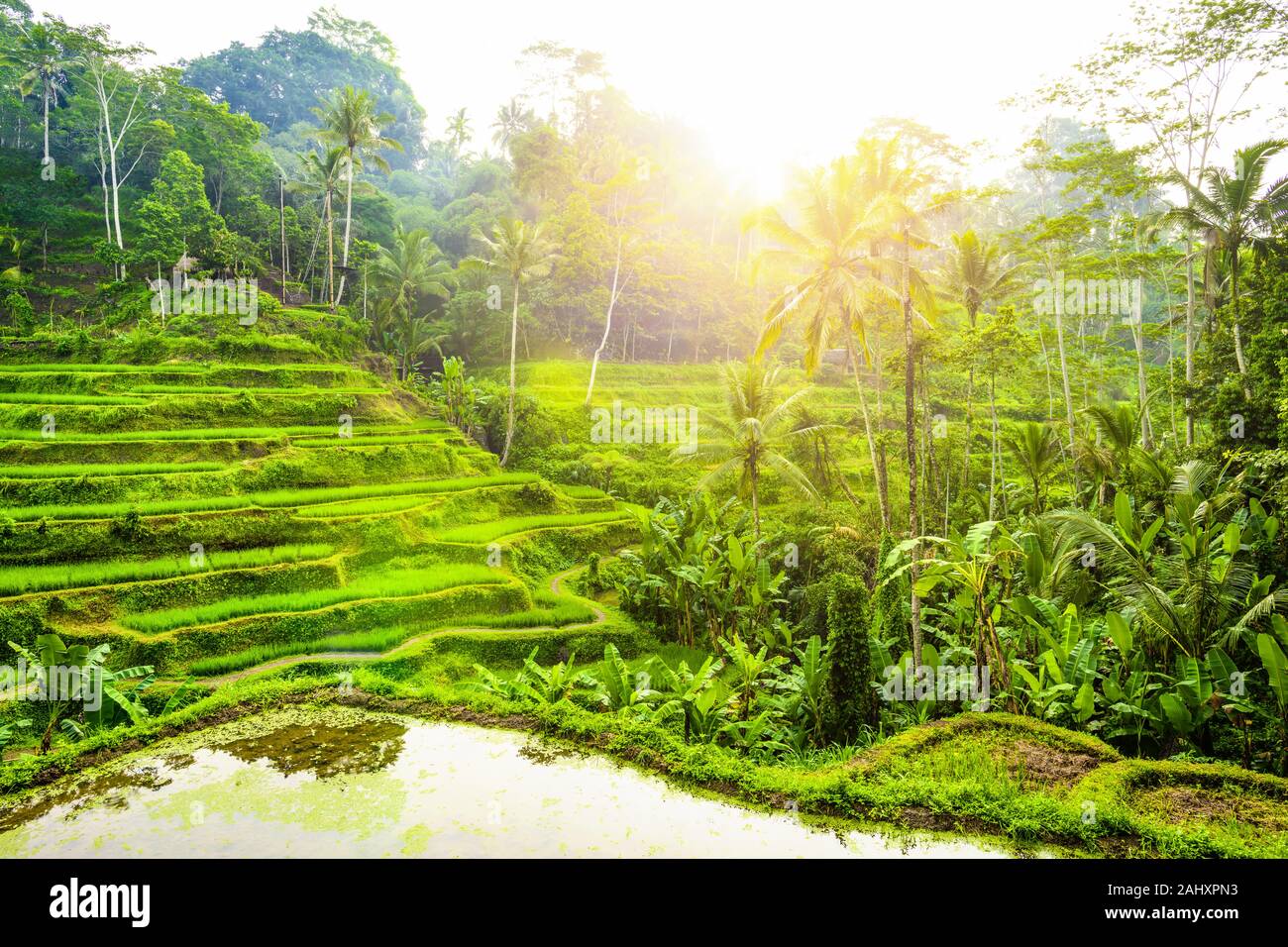  Selective Focus Stunning View Of The Tegalalang Rice Terrace Fields 