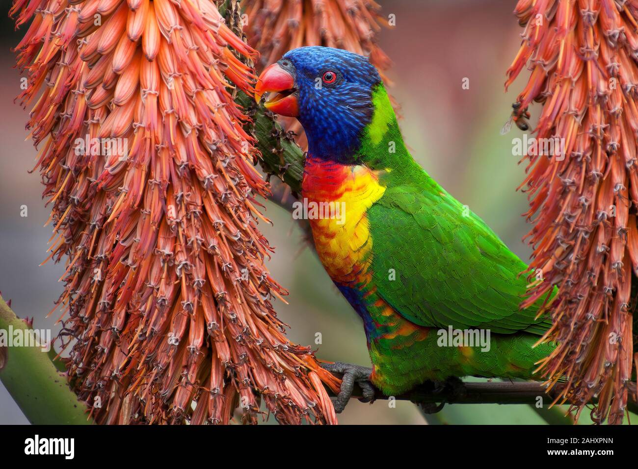 Sydney Australia, Rainbow lorikeet perched among the flowers of a red hot poker Stock Photo