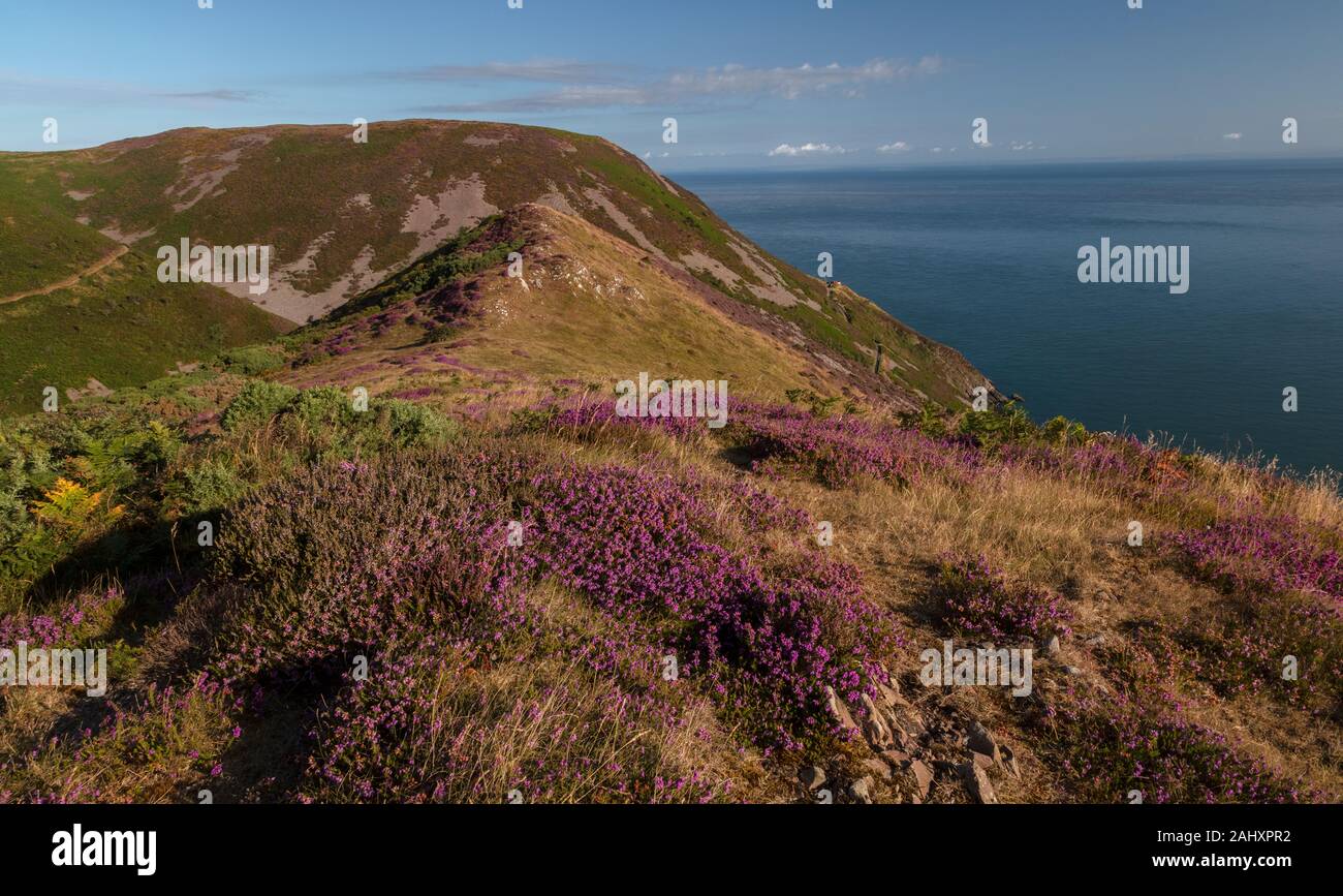 Heather moorland in flower on the north coast of Exmoor, at Foreland Point, near Lynton, Devon. Stock Photo