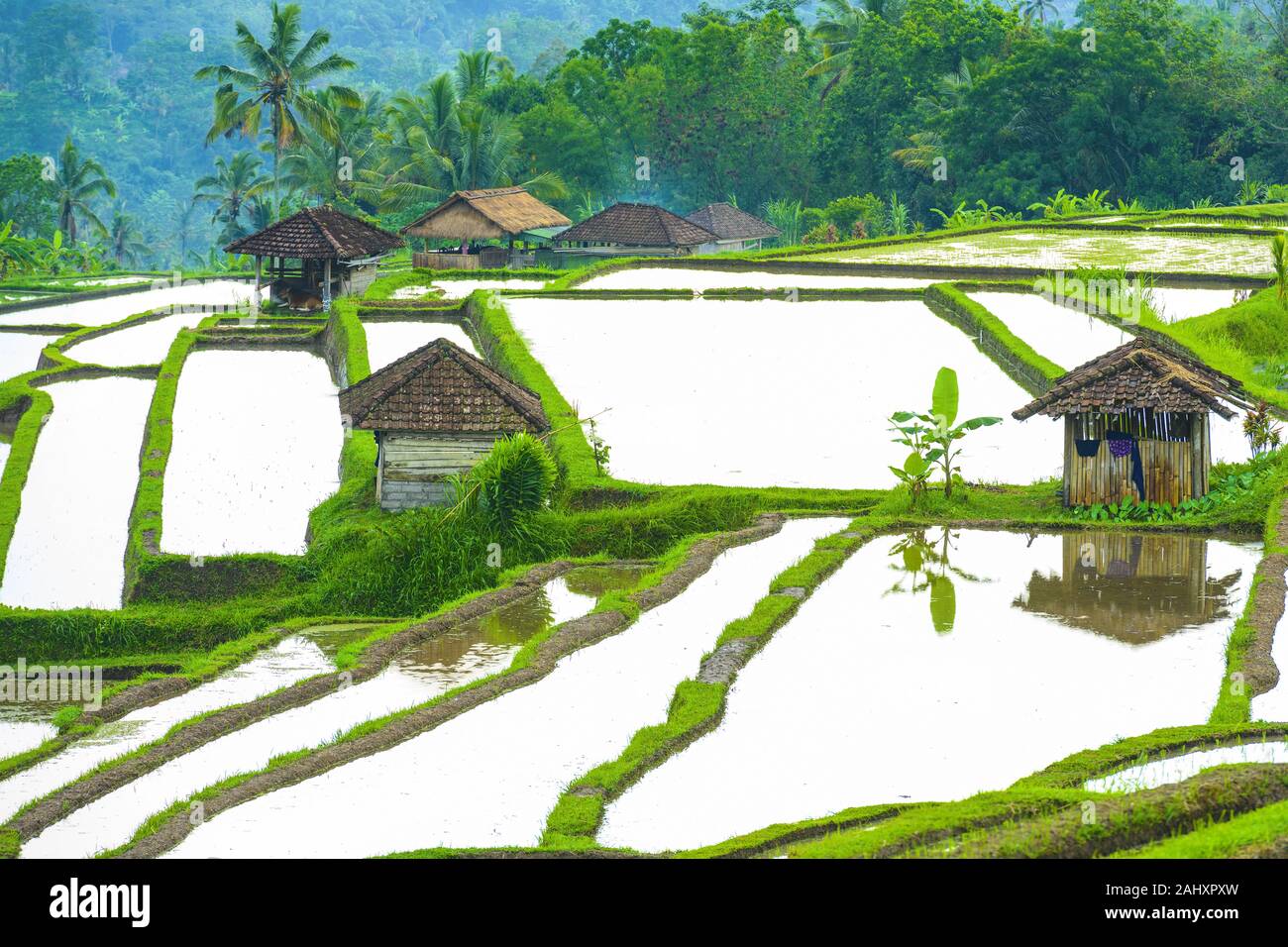 (Selective focus) Stunning view of the Jatiluwih rice terrace fields with some farmers huts. Stock Photo