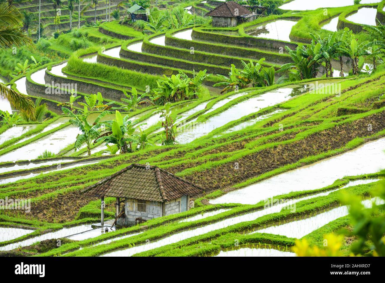 (Selective focus) Stunning view of the Jatiluwih rice terrace fields with some farmers huts. Stock Photo