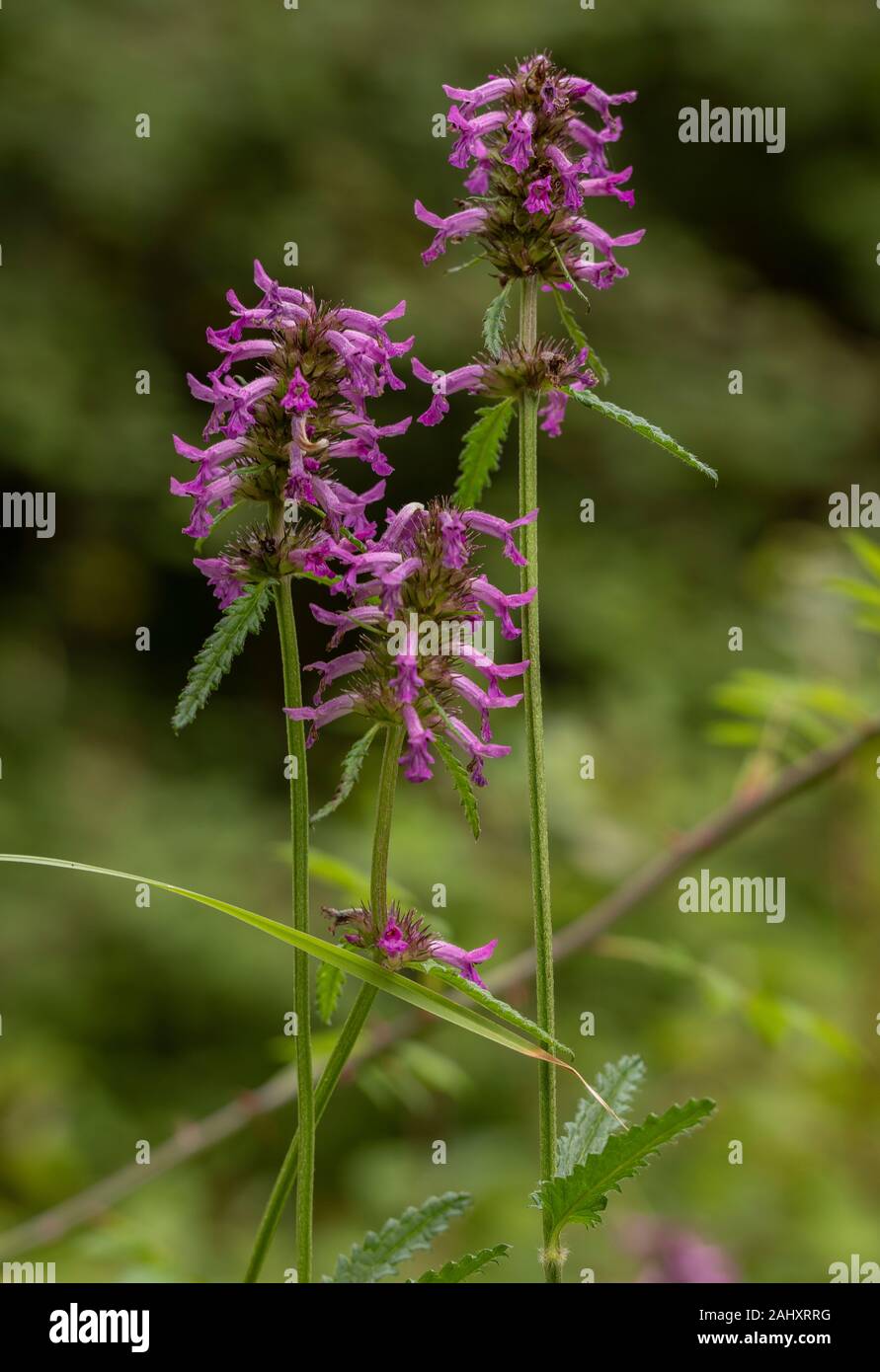Betony, Stachys officinalis, in flower in woodland. Stock Photo