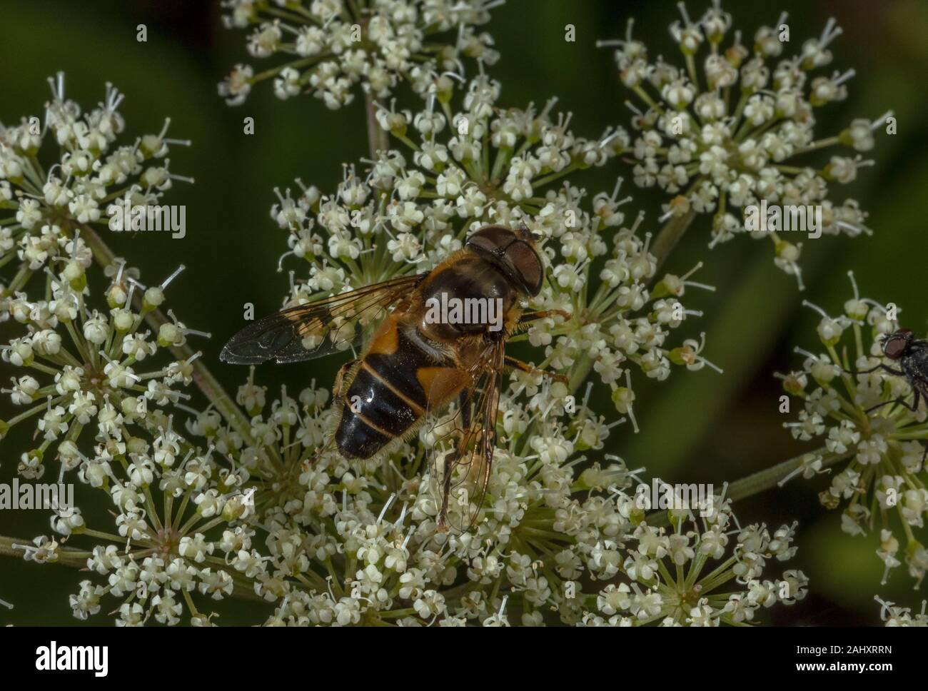 Stripe-faced Dronefly, Eristalis nemorum, feeding on Angelica flowers. Stock Photo