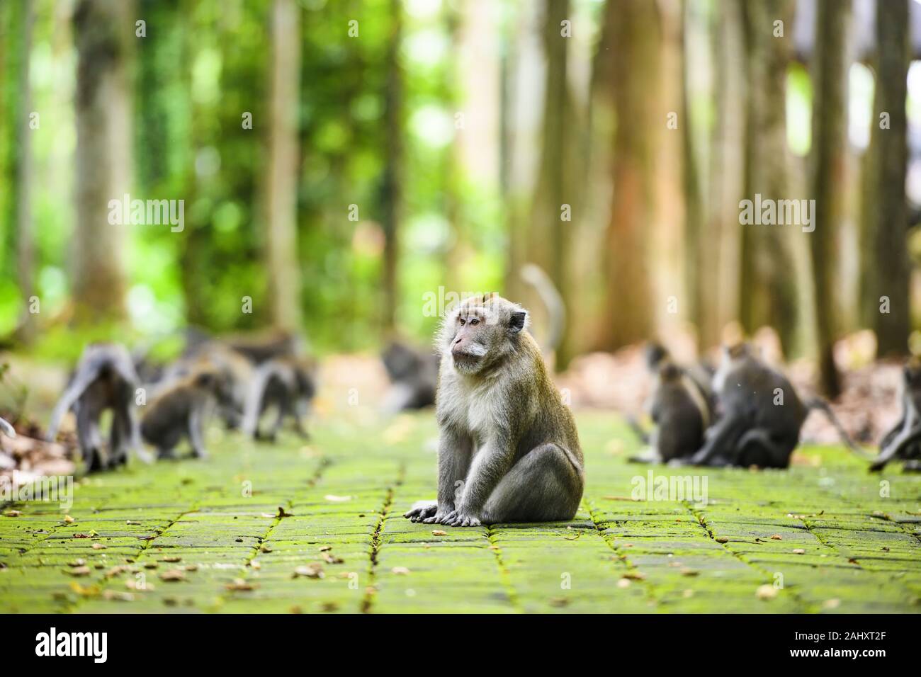 A long-tailed macaque is sitting on a footpath in the Ubud Monkey Forest. Stock Photo