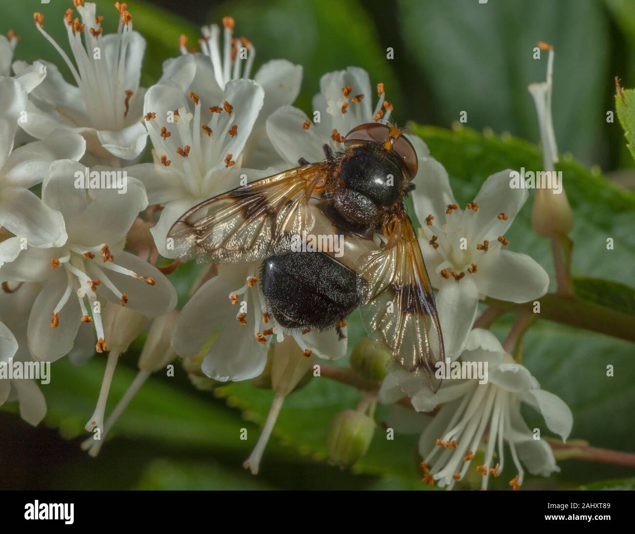 Pellucid fly, Volucella pellucens visiting the flowers of sweet pepper bush in a garden. Hampshire. Stock Photo