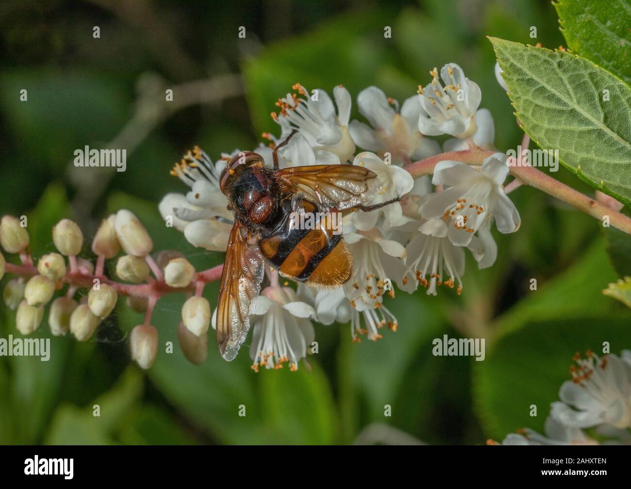 Hornet Hoverfly, Volucella zonaria, feeding on garden shrub,  sweetpepperbush, Clethra alnifolia, Dorset. UK's largest hoverfly. Stock Photo