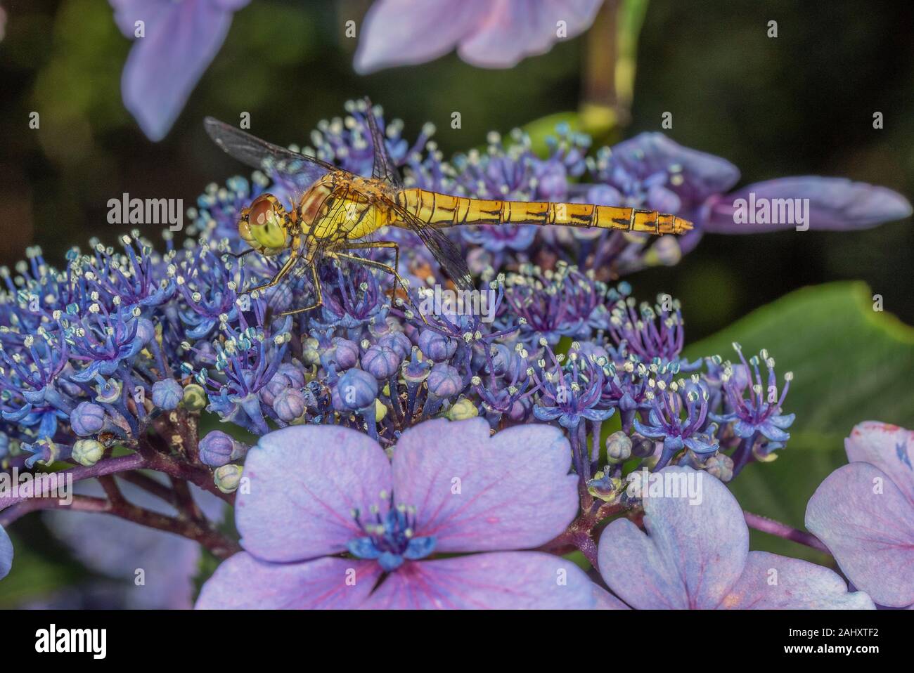 Female Common Darter, Sympetrum striolatum settled on garden Hydrangea. Hampshire Stock Photo