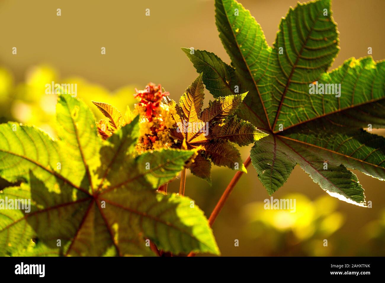 castoroil plant with leaves and flower Stock Photo Alamy