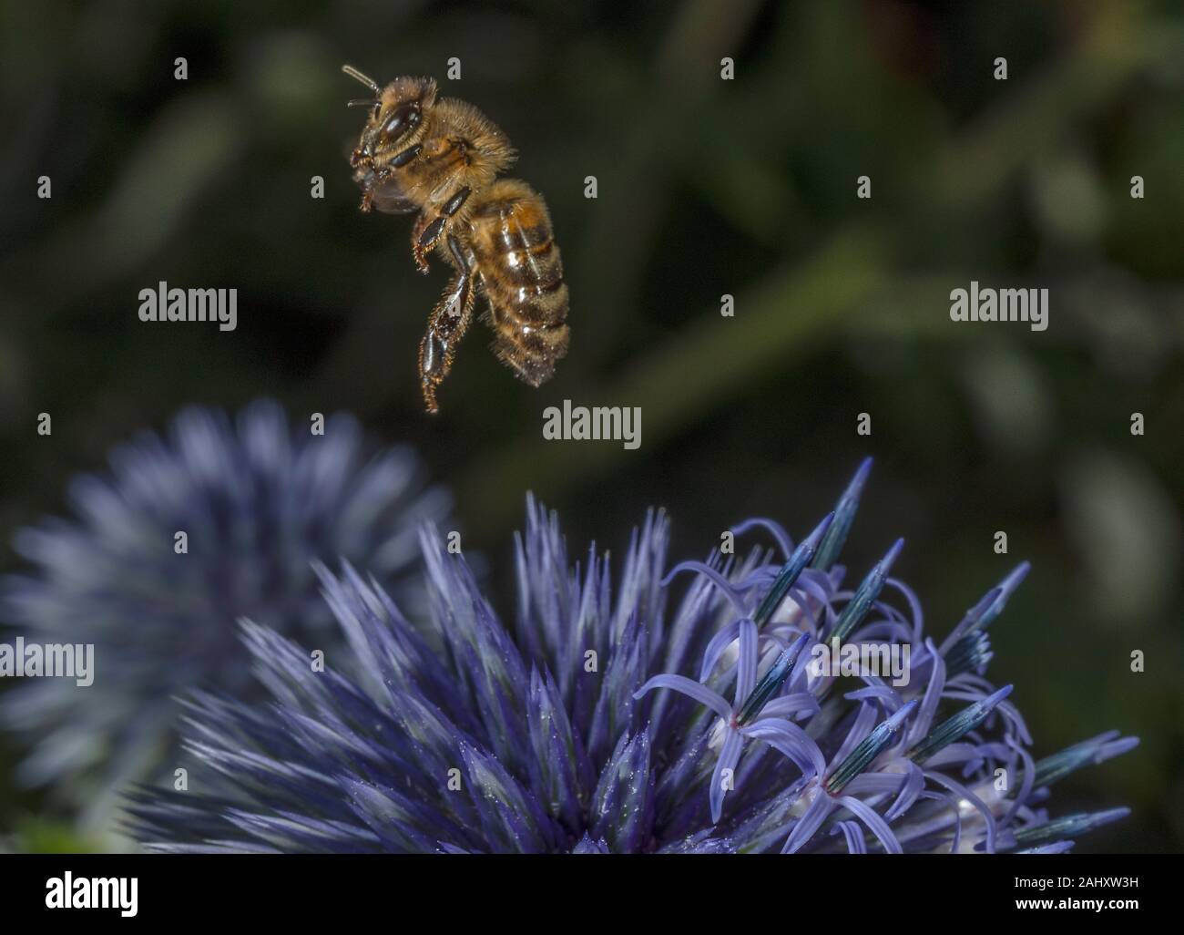 Honey Bee taking off from globe thistle, Echinops ritro Stock Photo