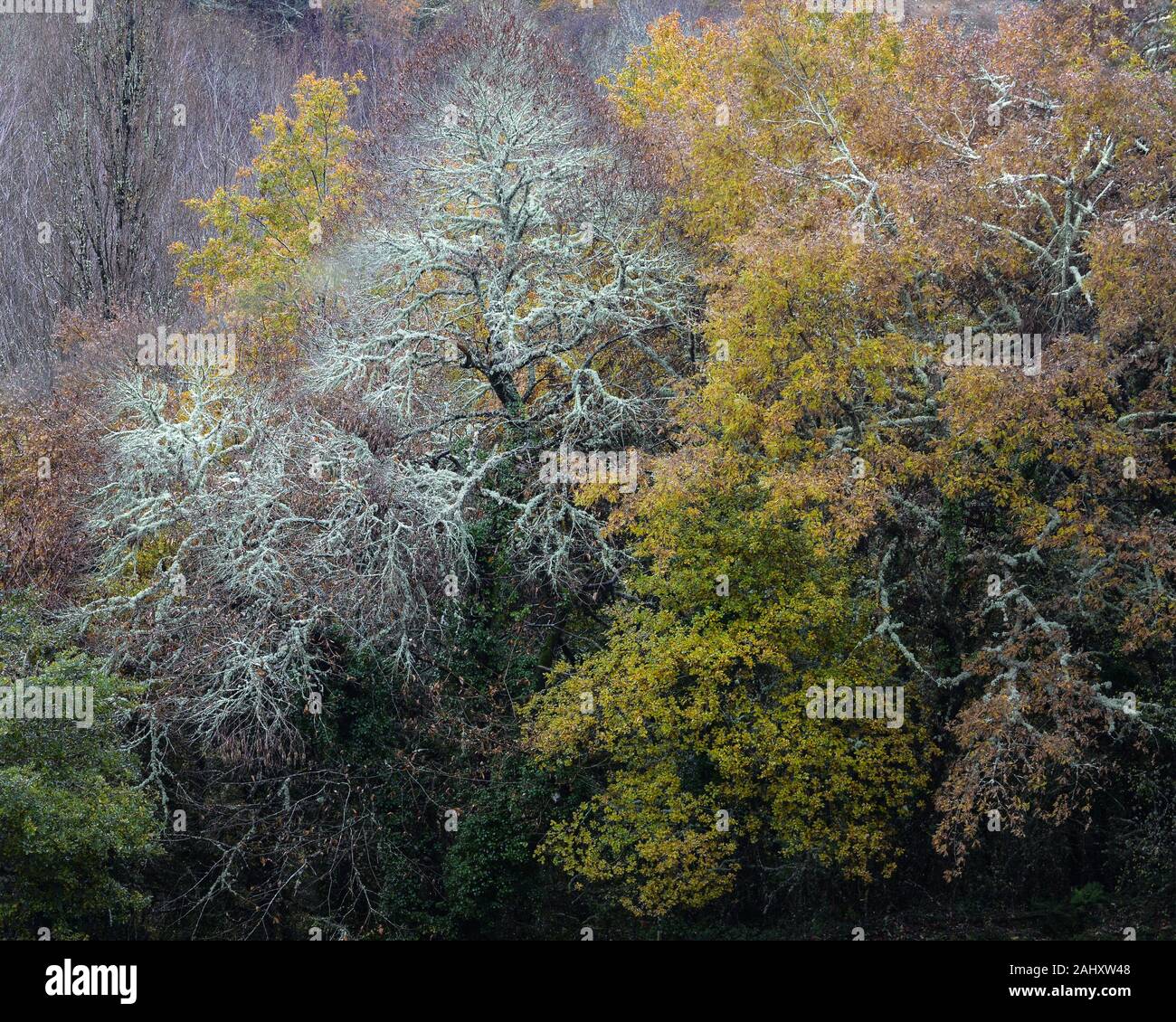 Evocative image of a  lichen covered dead tree next to another with autumn foliage, in Courel Mountain Geopark Stock Photo
