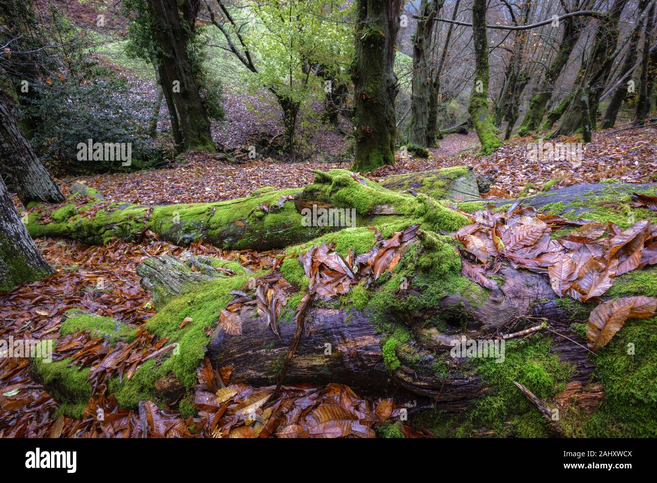 The trunk of a huge dead tree slowly disappears into the forest floor, in Courel Mountain Geopark Stock Photo