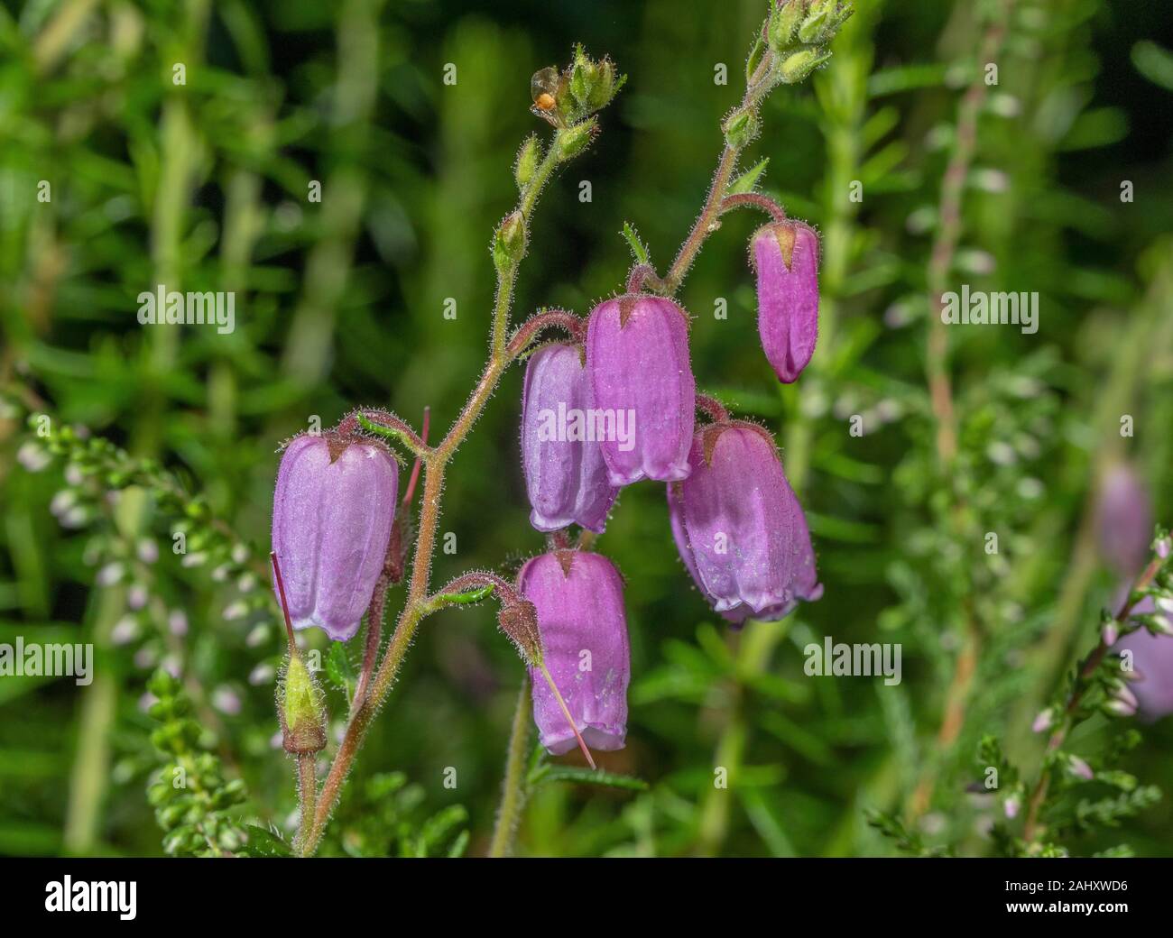 St. Dabeoc's heath, Daboecia cantabrica in flower. Native to Western Ireland. Stock Photo