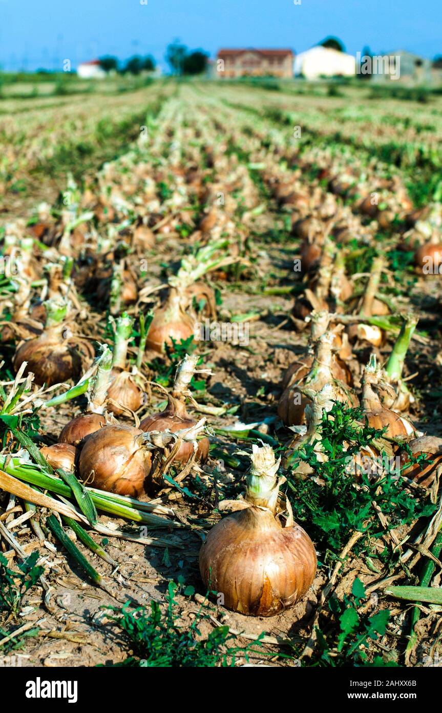 Mature growth onion field hi-res stock photography and images - Alamy