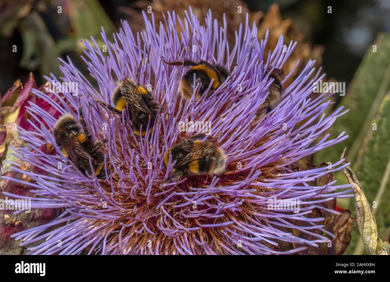 buff-tailed Bumble bees, Bombus terrestris, visiting Cynara in wildlife garden, Hants. Stock Photo