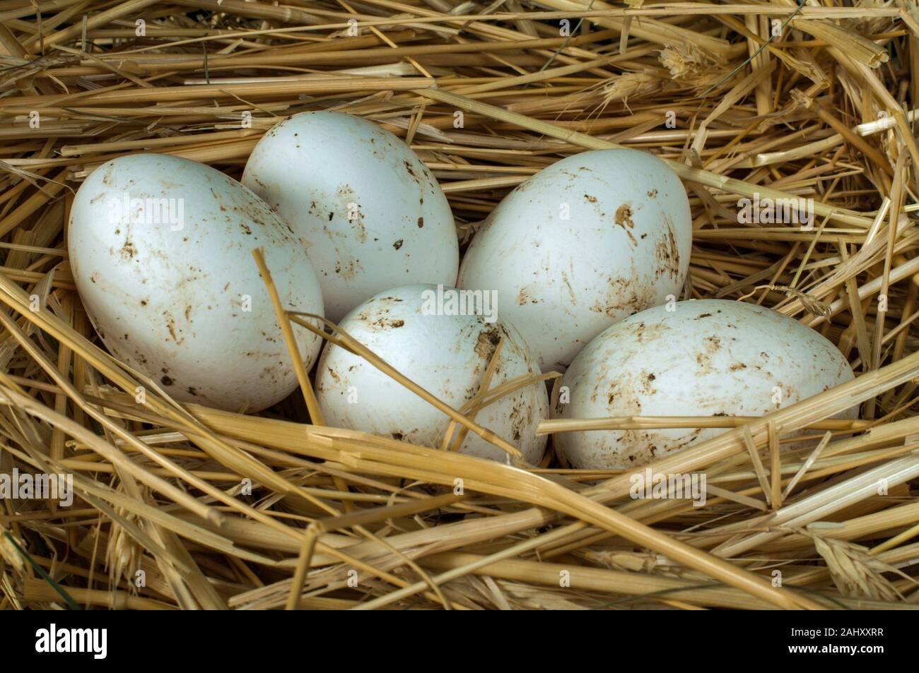 Organic white eggs from domestic farm. Eggs in a straw nest Stock Photo ...