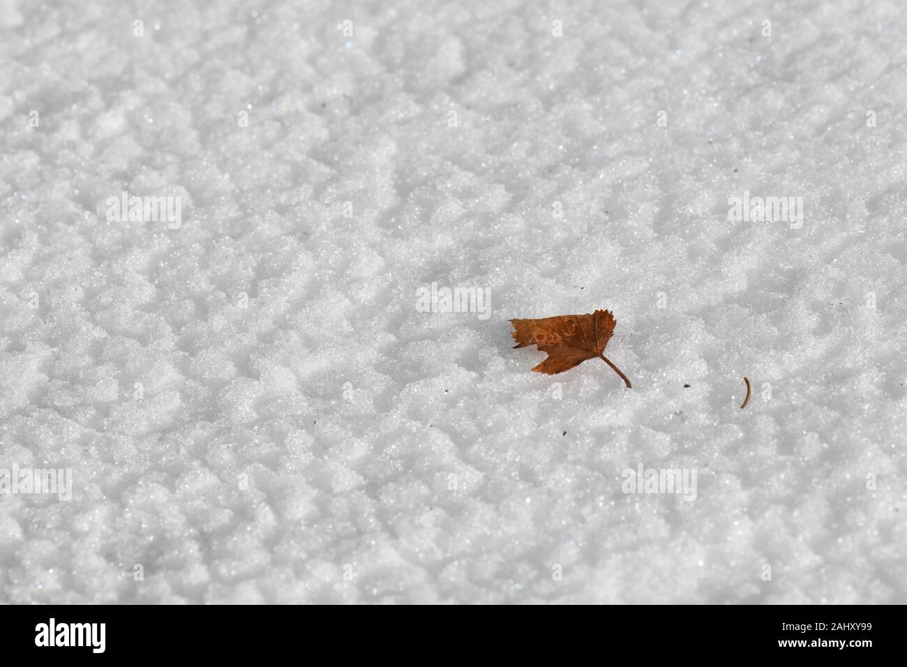 einzelnes kleines braunes Blatt im glitzernden weissen Neuschnee Stock Photo