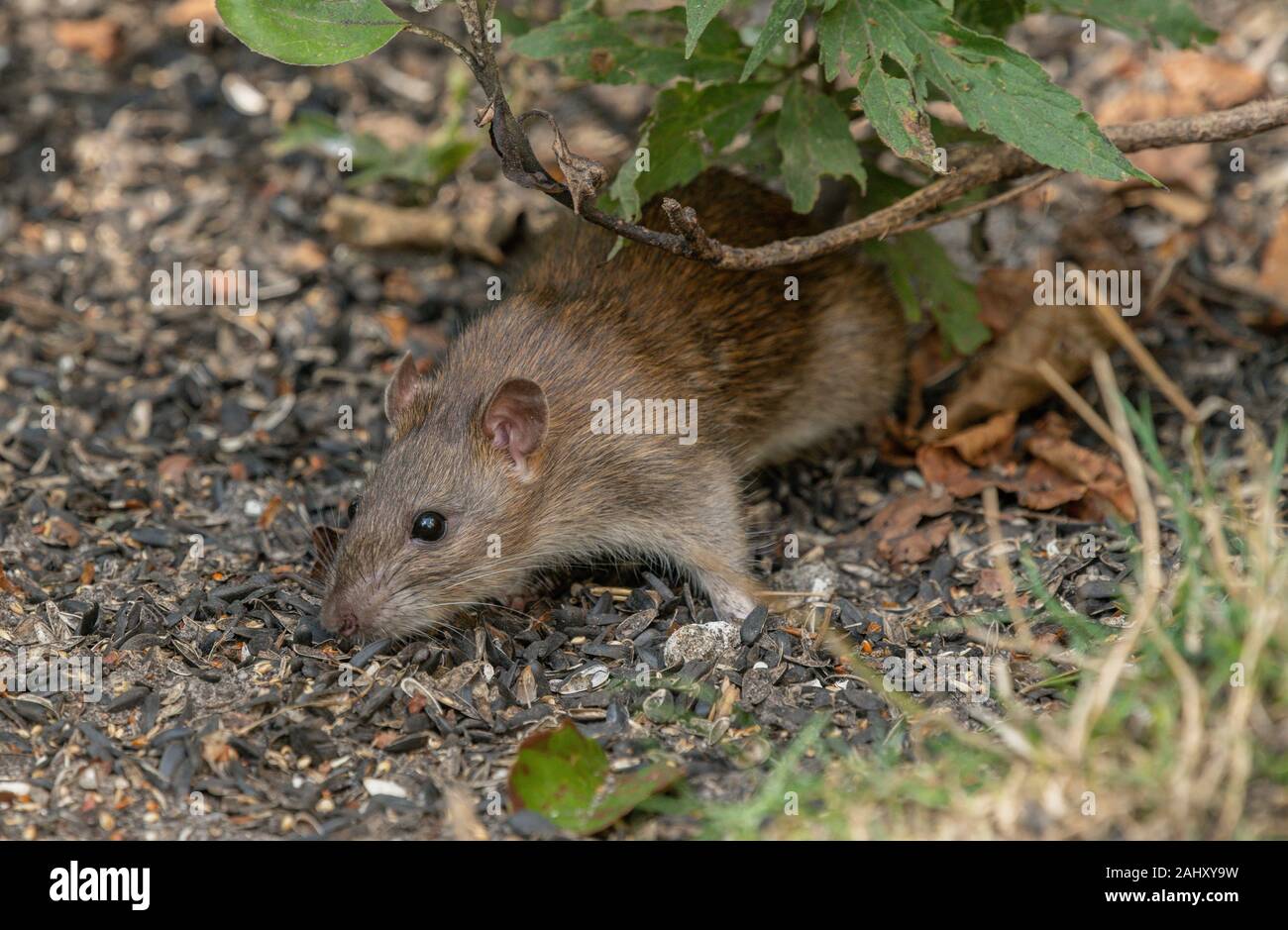 Brown rat, Rattus norvegicus, feeding underneath a garden bird feeder