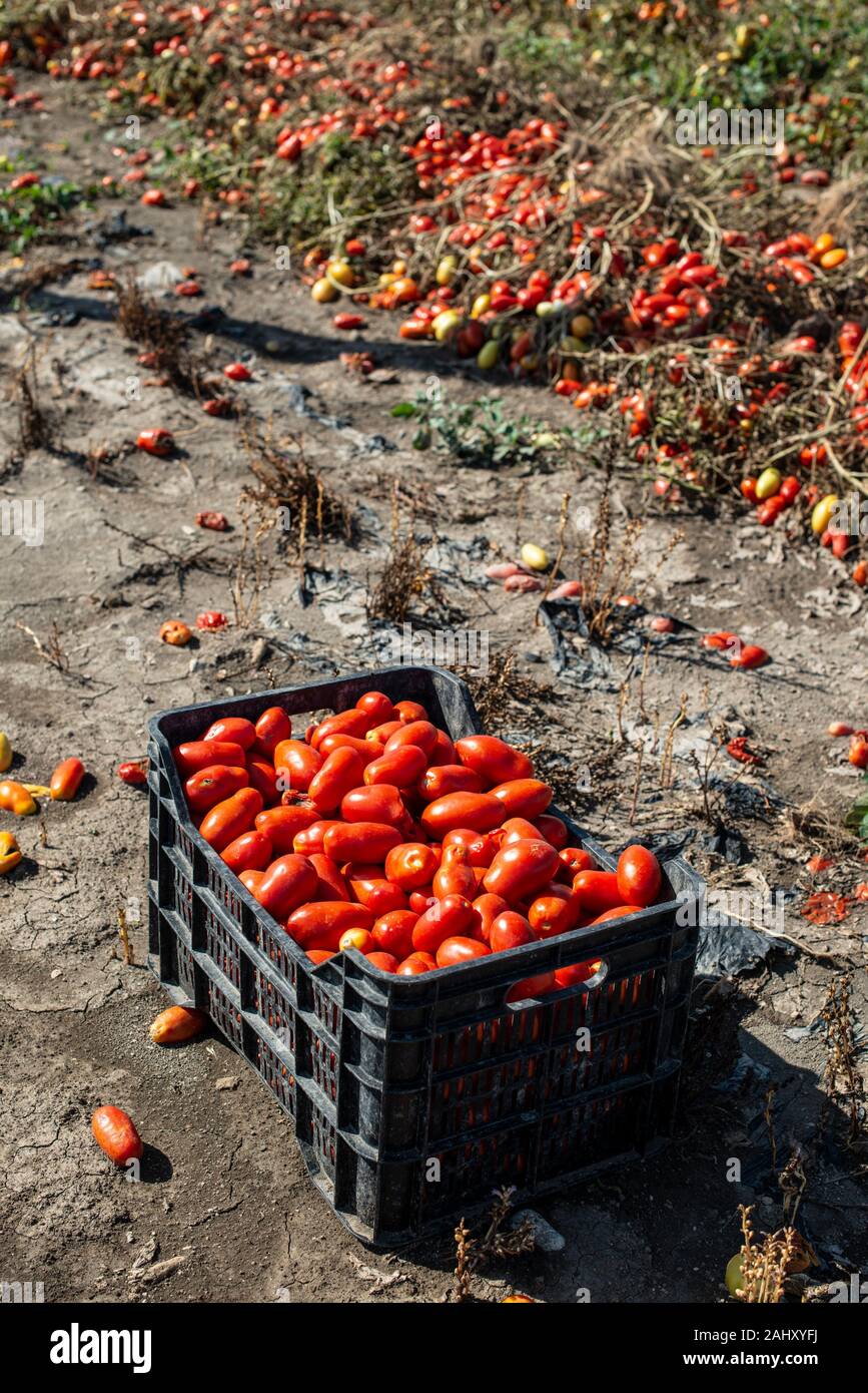 Picking tomatoes manually in crates. Tomato farm. Tomato variety for