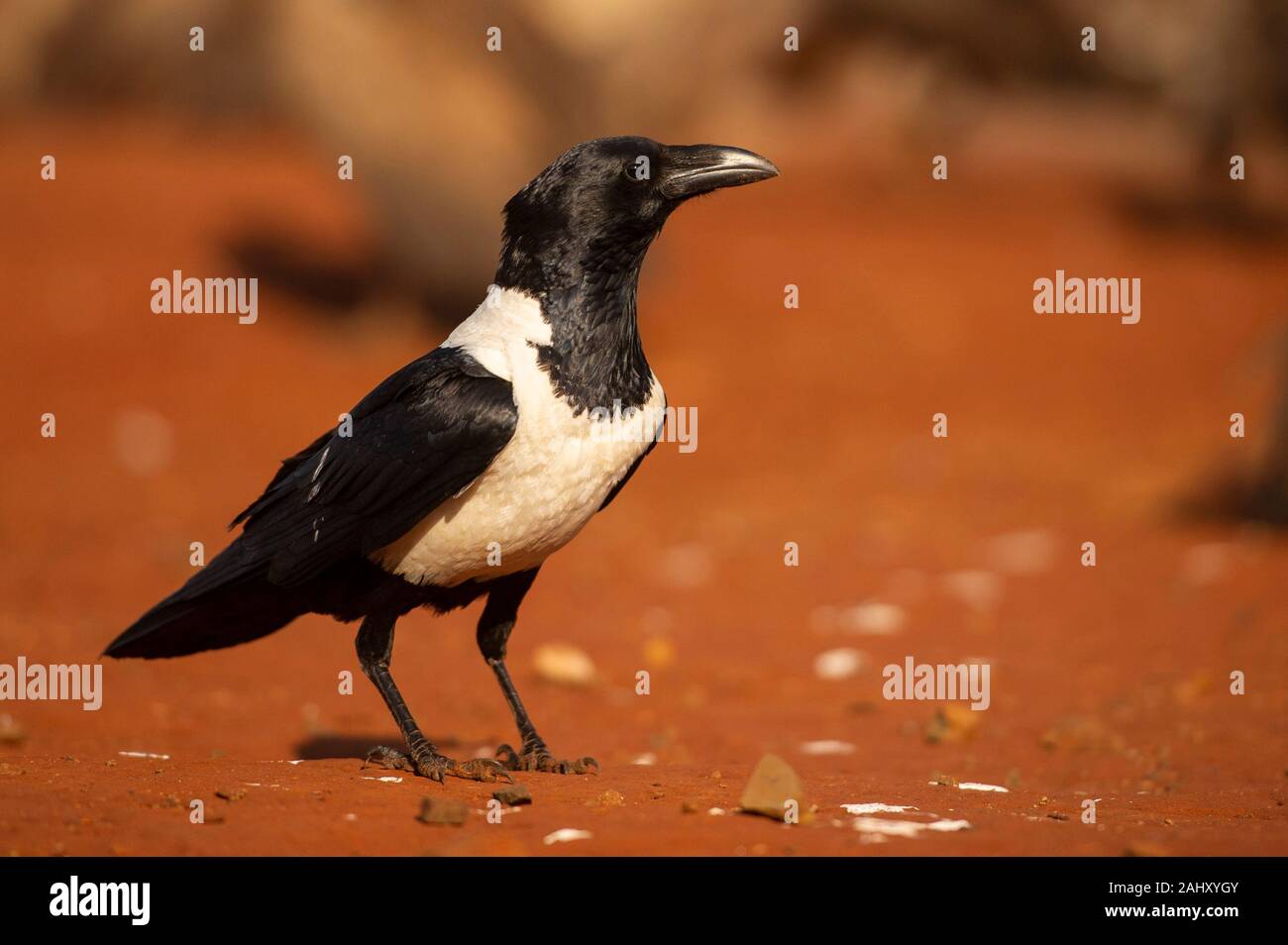 Pied crow, Corvus albus, Zimanga Game Reserve, South Africa Stock Photo