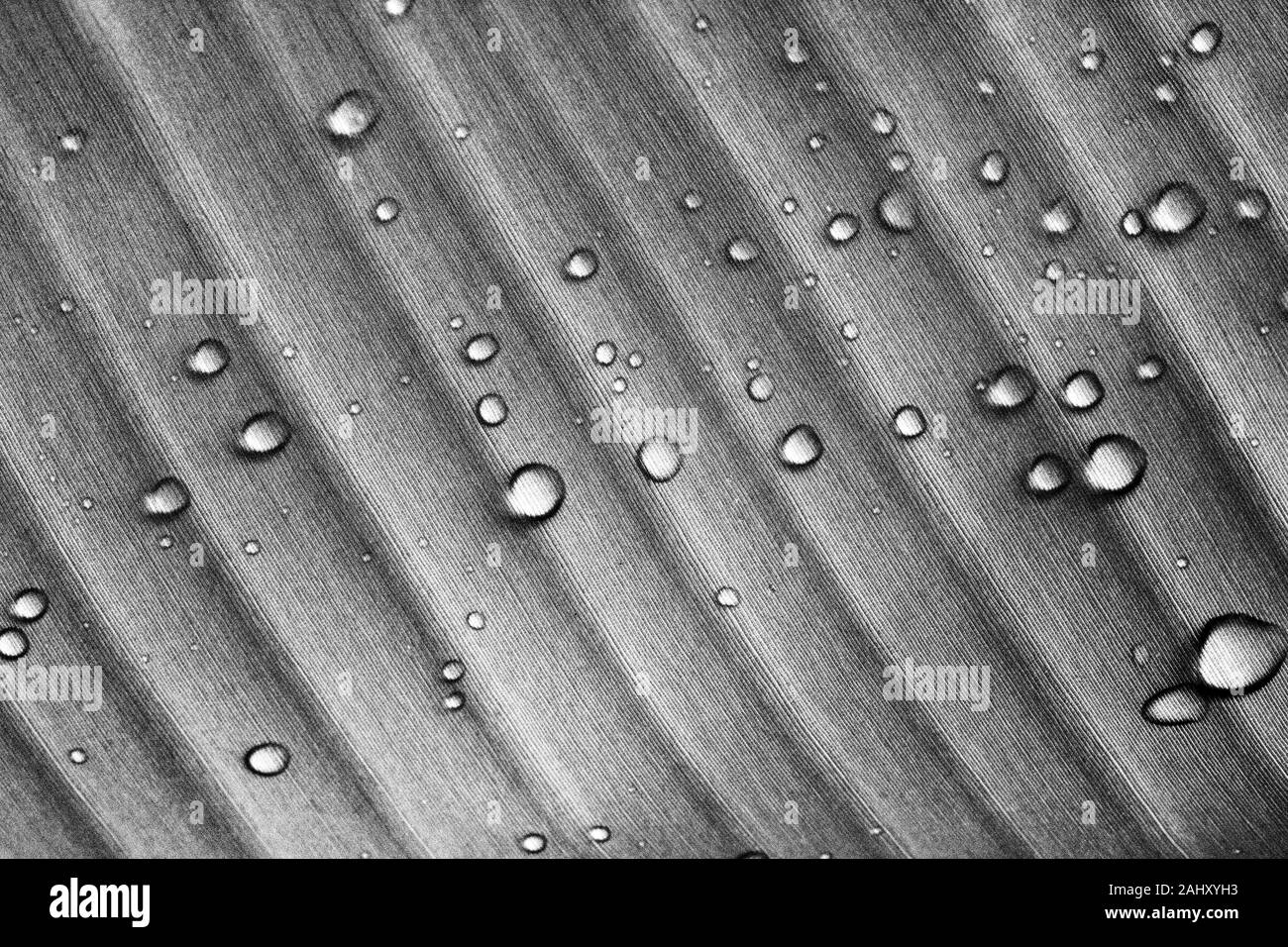 Close up detail of Water Droplets on a Tropical Palm Leaf in Black and White – Showing Texture and Pattern. Stock Photo