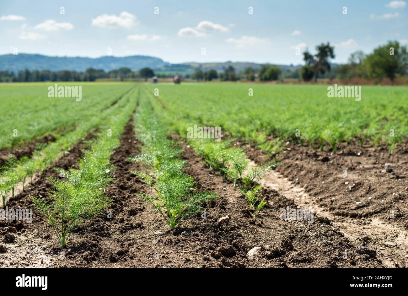 Fennel young plants in rows. Agriculture land with small fennel plants