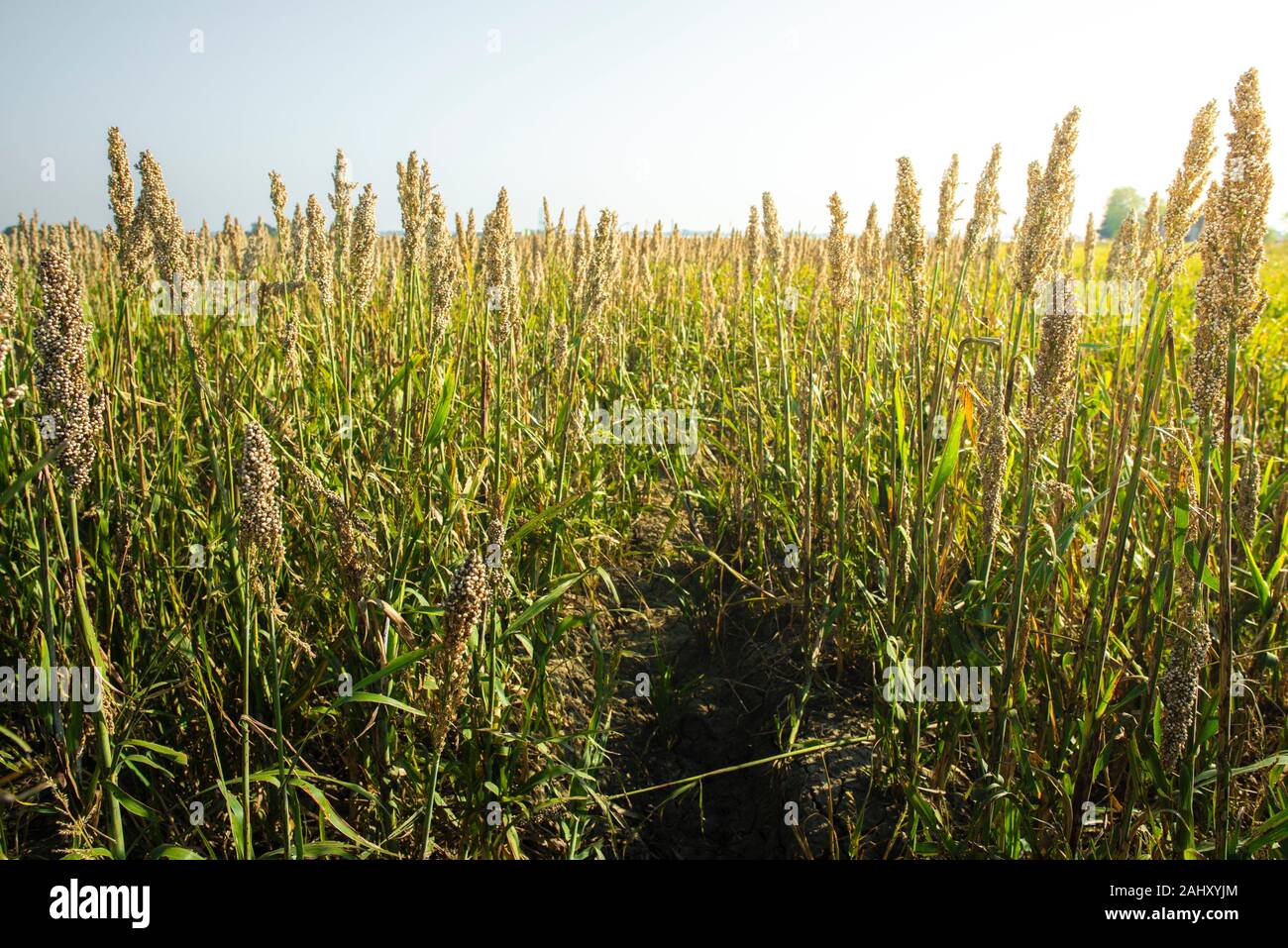 Millet plantations in the field. Bundles of millet seeds. Millet farm