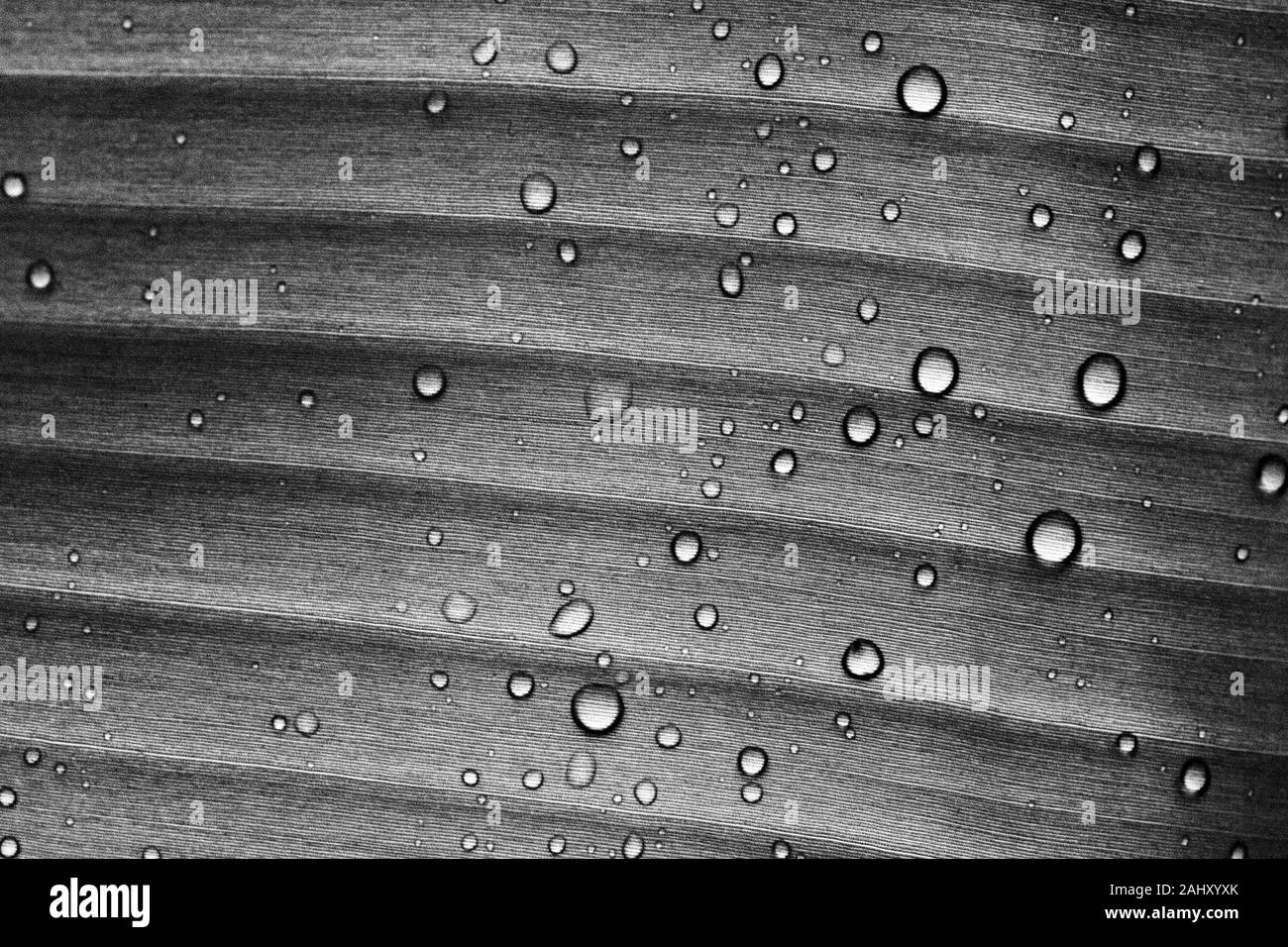 Close up detail of Water Droplets on a Tropical Palm Leaf in Black and White – Showing Texture and Pattern #2. Stock Photo