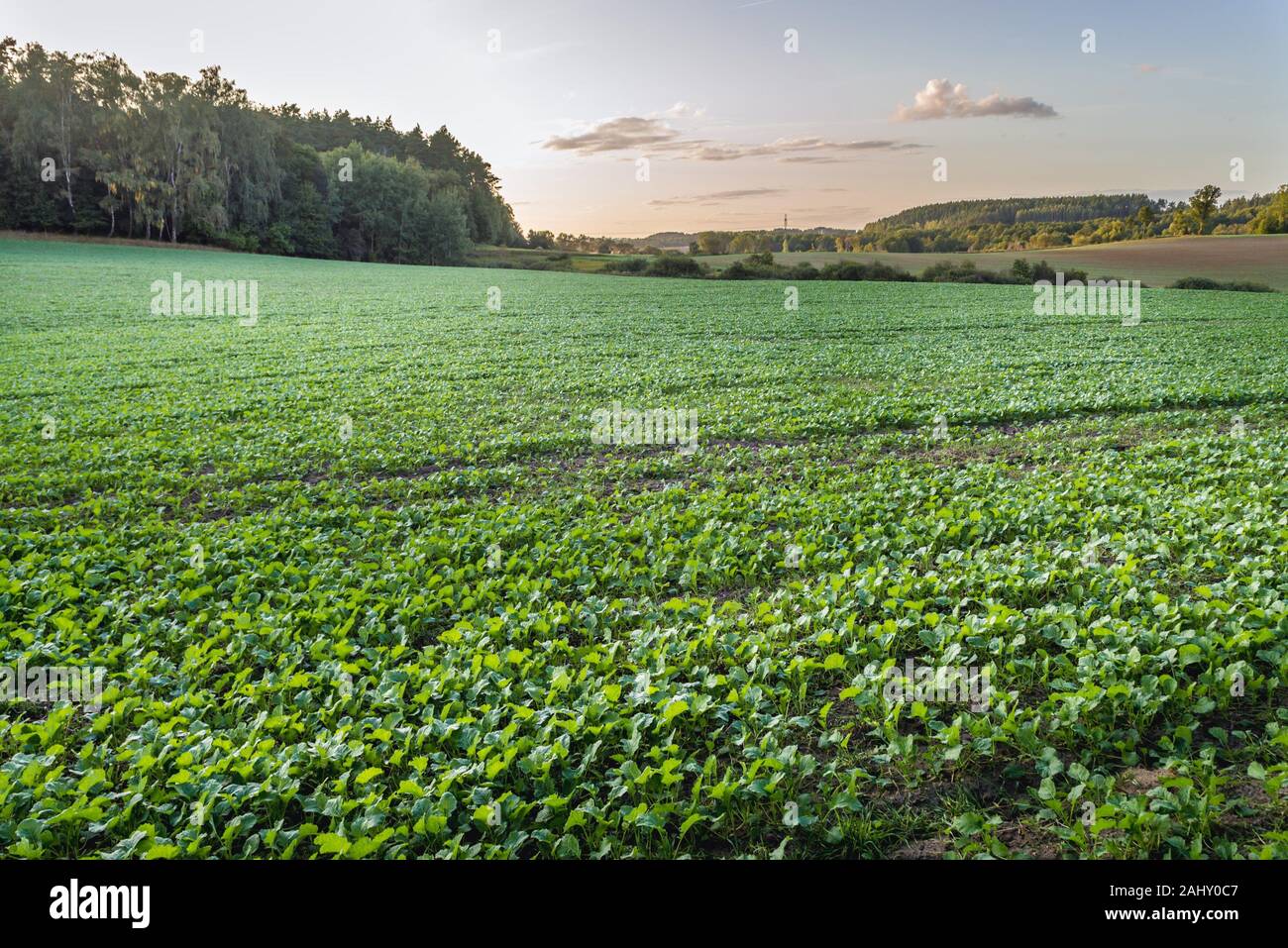 Aftercrop field in Nowe Miasto County in Warmian-Masurian Voivodeship, northern Poland. Stock Photo