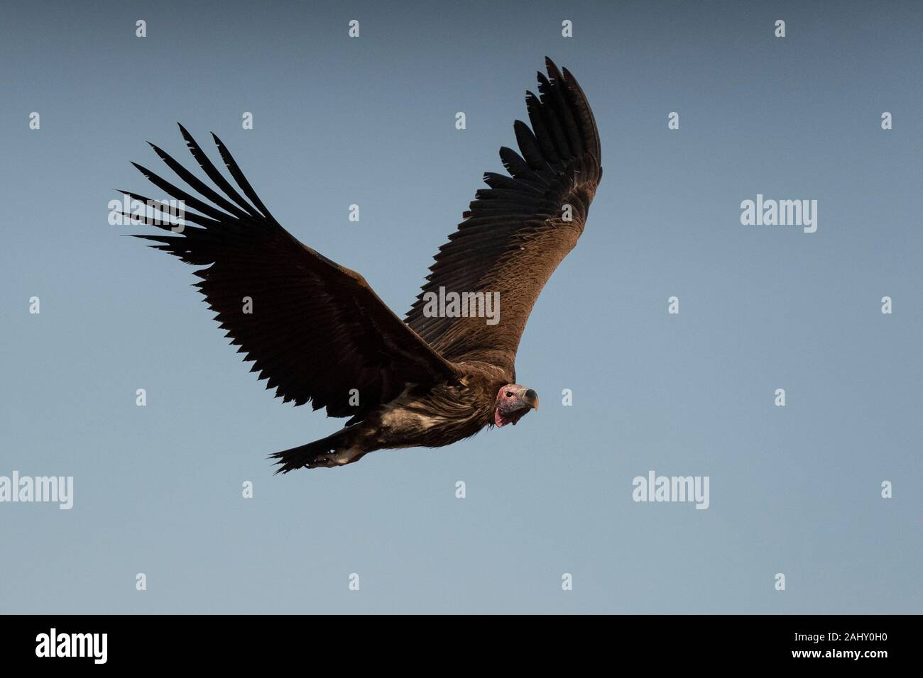 Lappet-faced vulture in flight, Torgos tracheliotos, Zimanga Game Reserve, South Africa Stock Photo