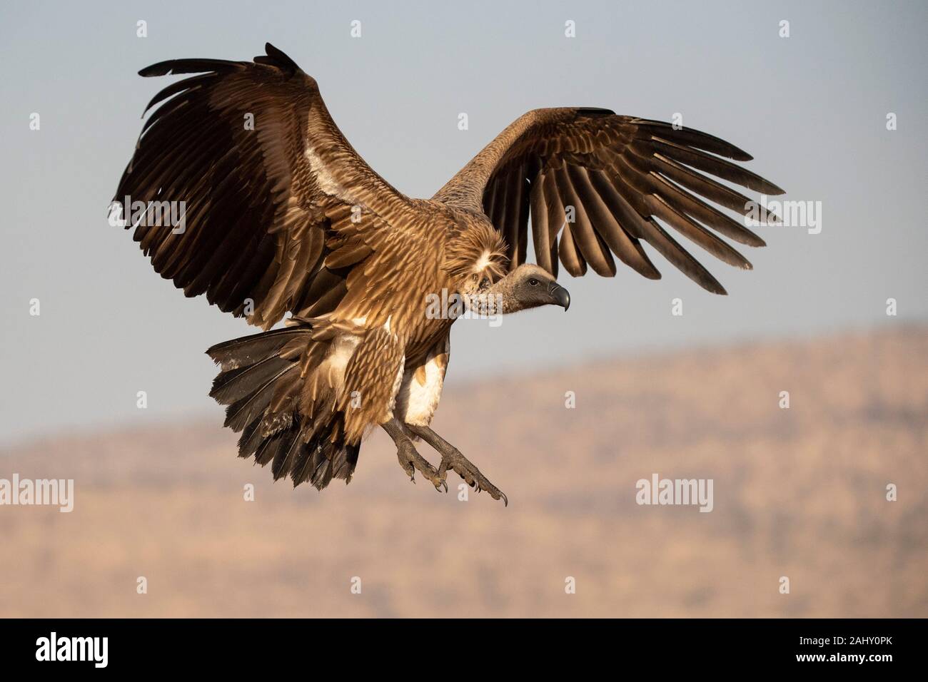 White-backed vulture in flight, Gyps africanus, Zimanga Game Reserve, South Africa Stock Photo