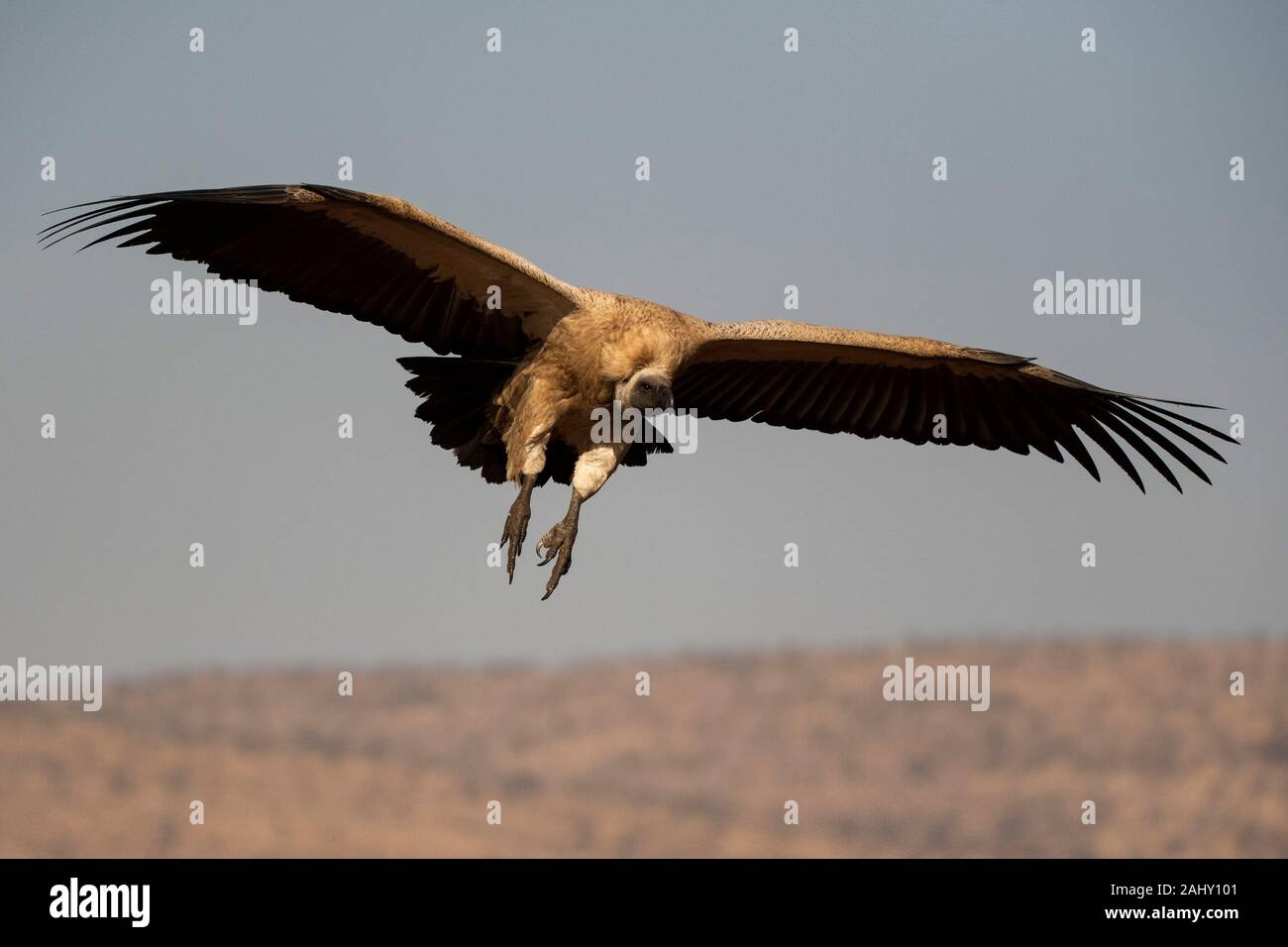 White-backed vulture in flight, Gyps africanus, Zimanga Game Reserve, South Africa Stock Photo