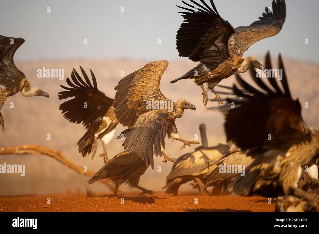 White-backed vultures, Gyps africanus, Zimanga Game Reserve, South Africa Stock Photo