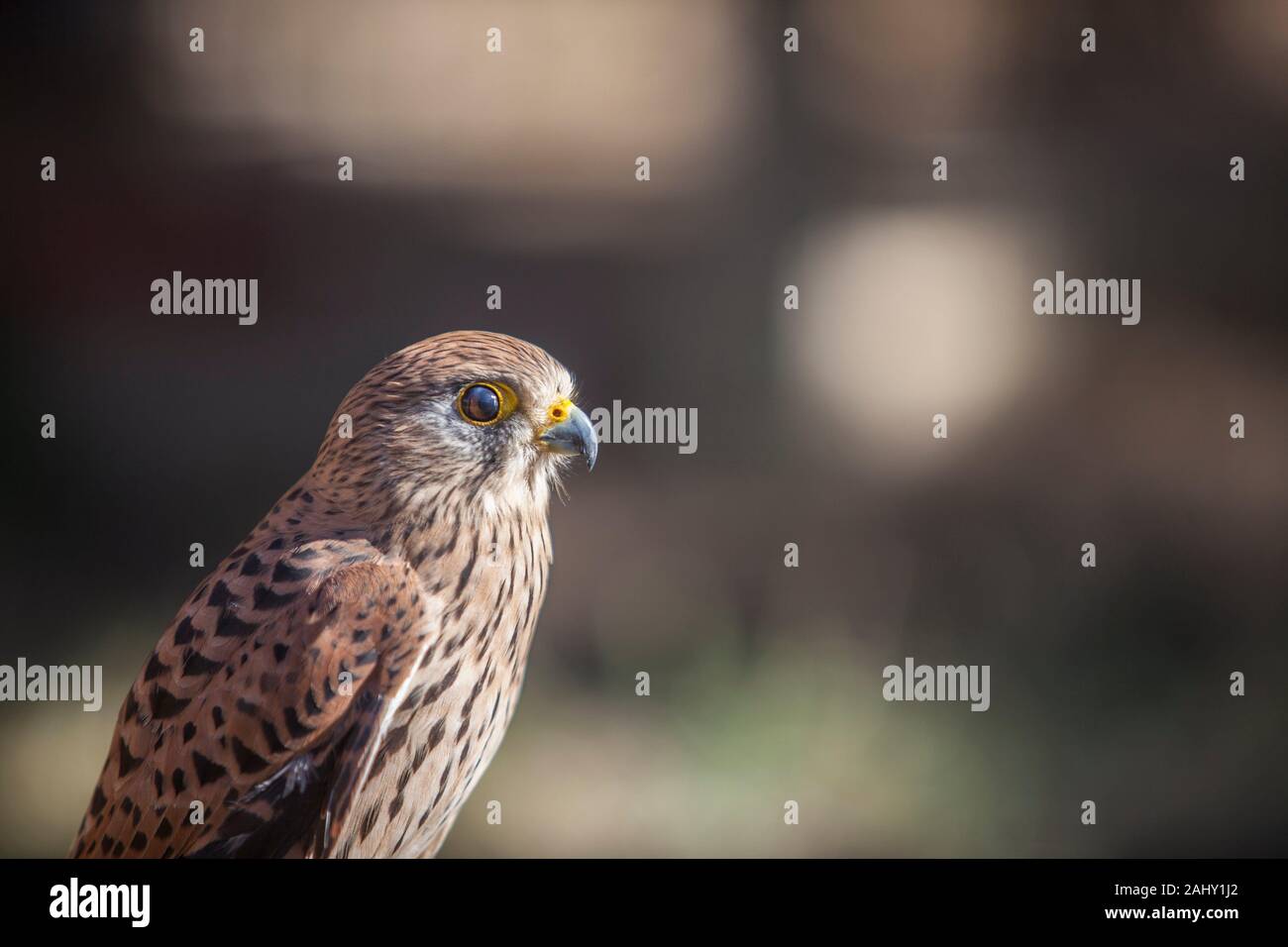 Lesser Kestrel female closeup or falco naumanni. Perched small falcon. Stock Photo