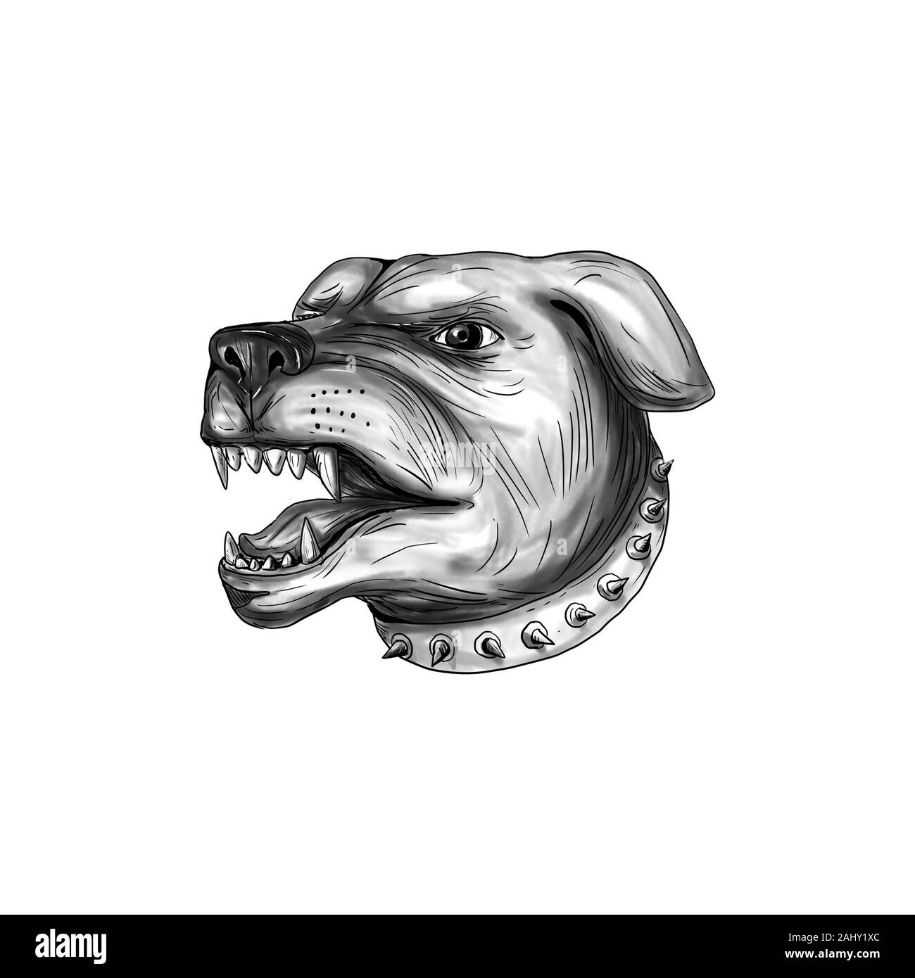 Tattoo style illustration of a Rottweiler Metzgerhund mastiff-dog guard dog head showing teeth growling set on isolated white background. Stock Photo