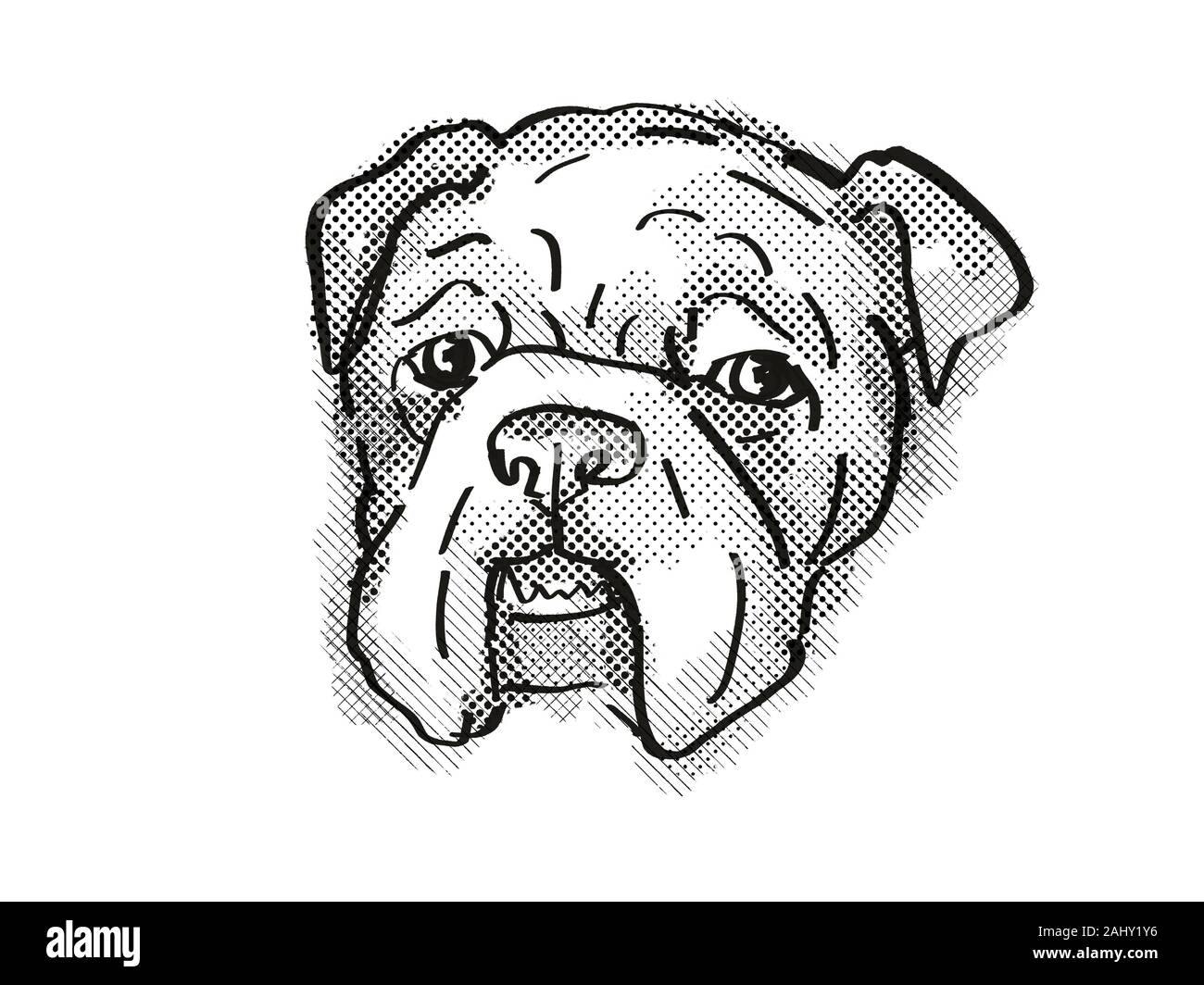 Retro cartoon style drawing of head of a Bulldog , a domestic dog or canine breed on isolated white background done in black and white Stock Photo - Alamy Retro cartoon style drawing of head of a Bulldog , a domestic dog or canine breed on isolated white background done in black and white Stock Photo - Alamy
