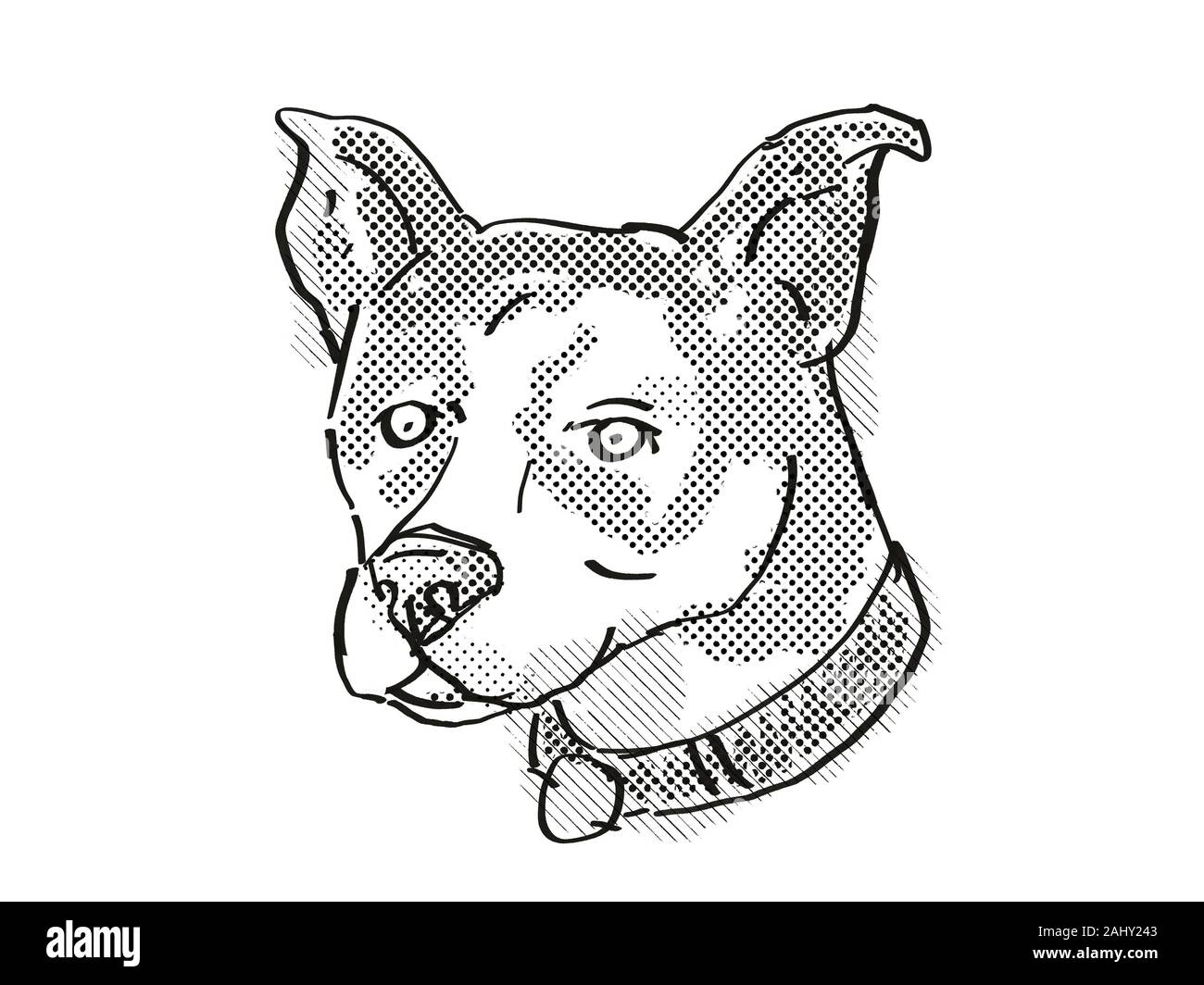 Retro cartoon style drawing of head of a Canaan Dog, a domestic dog or canine breed on isolated white background done in black and white. Stock Photo