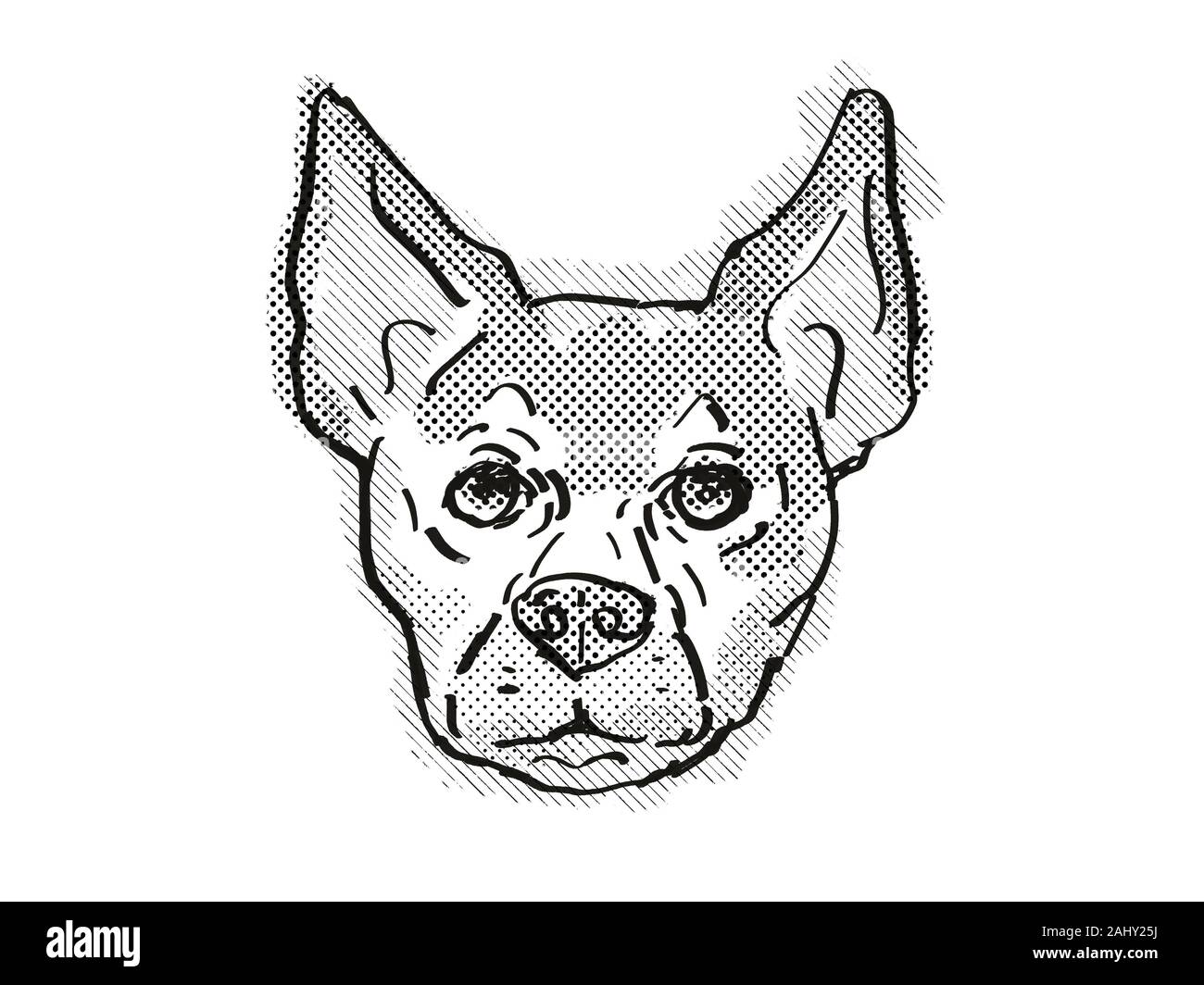 Retro Cartoon Style Drawing Of Head Of A Chihuahua A Domestic Dog Or Canine Breed On Isolated White Background Done In Black And White Stock Photo Alamy Retro Cartoon Style Drawing Of Head Of A Chihuahua A Domestic Dog Or Canine Breed On Isolated White Background Done In Black And White Stock Photo Alamy