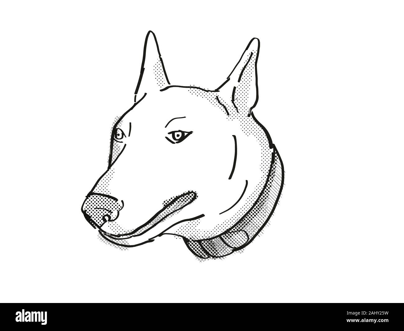 Retro Cartoon Style Drawing Of Head Of A Bull Terrier A Domestic Dog Or Canine Breed On Isolated White Background Done In Black And White Stock Photo Alamy