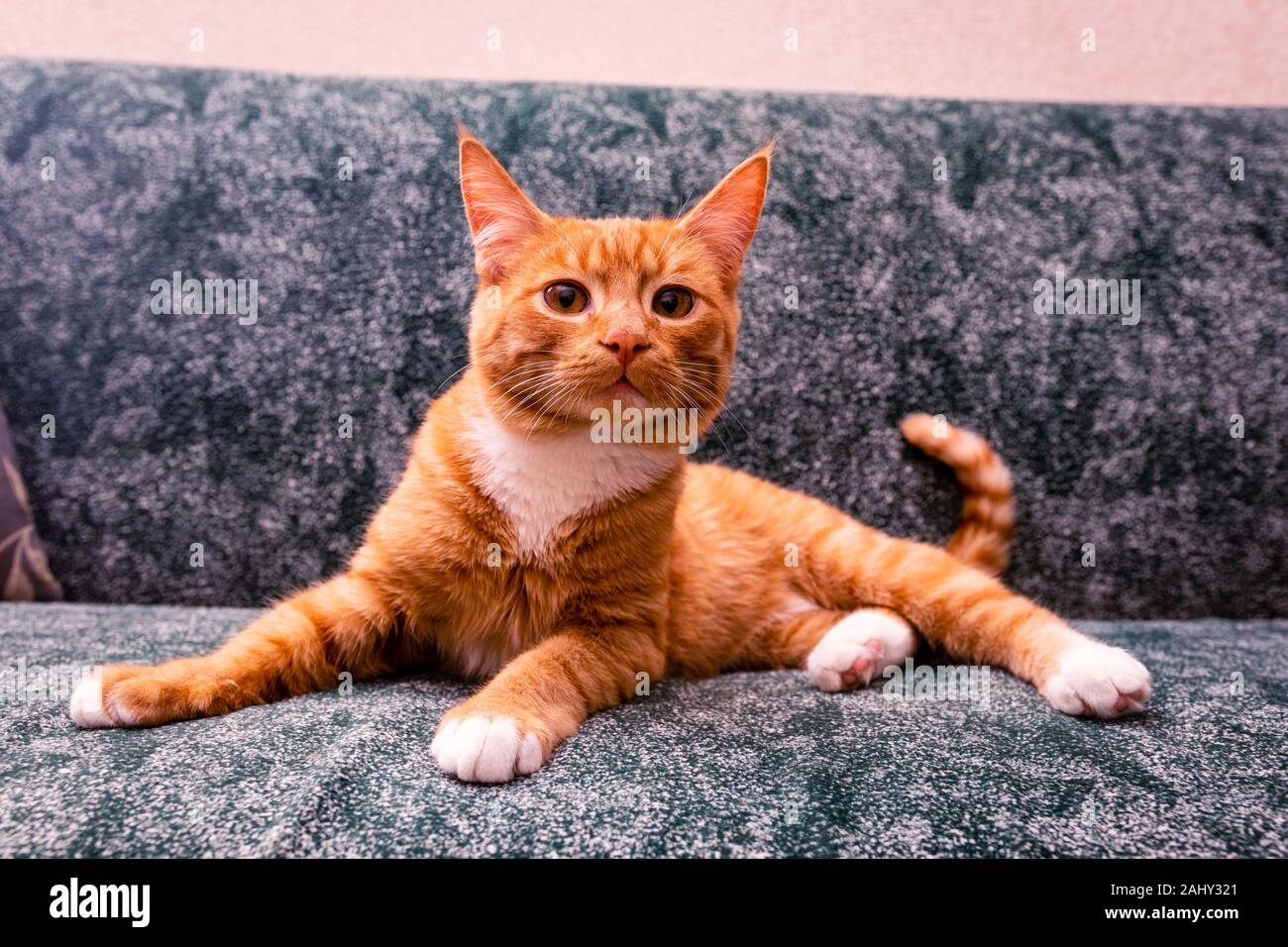 ginger on green. domestic red-haired striped young cat lies in a funny pose on the sofa and looks forward Stock Photo