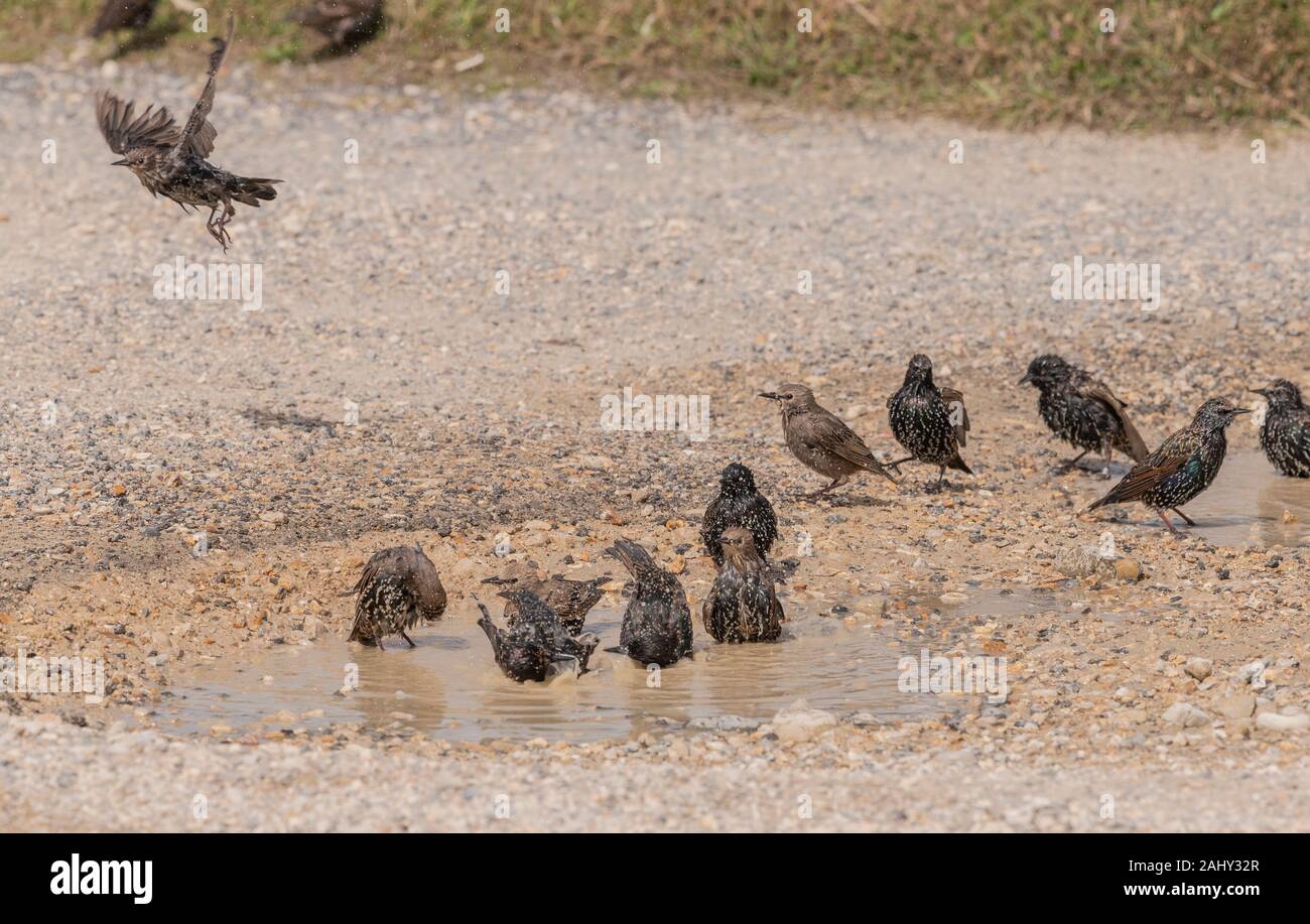 Group of adult and juvenile Common starlings, Sturnus vulgaris, bathing in muddy carpark pool, Weymouth. Stock Photo