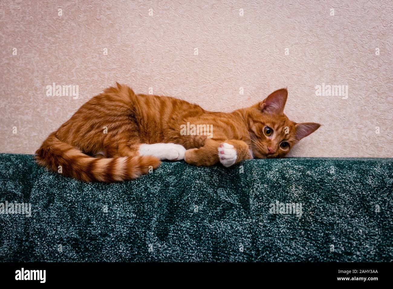 ginger on green. domestic red-haired striped young cat lies on the sofa in relaxing pose Stock Photo
