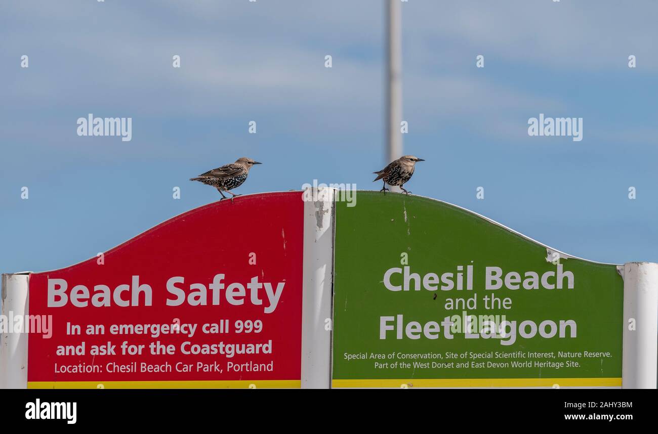 Common starlings, Sturnus vulgaris, perched on car park safety notices, Chesil Beach, Dorset. Stock Photo