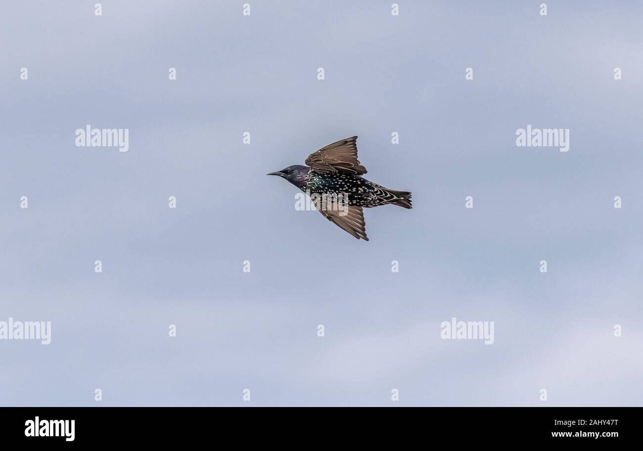 Common starling, Sturnus vulgaris, in flight, in late summer. Dorset. Stock Photo