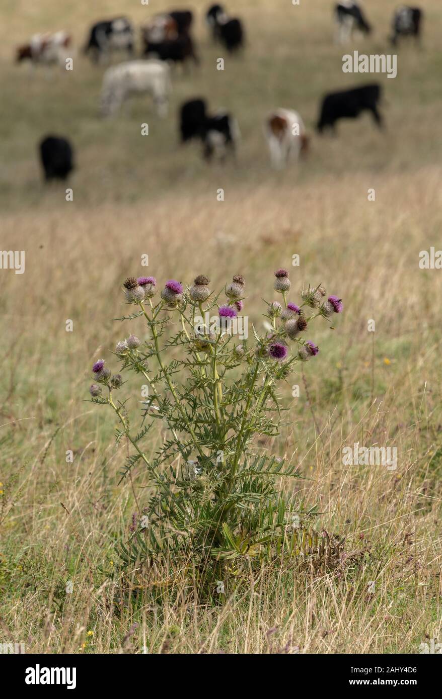 Woolly thistle, Cirsium eriophorum in flower on cattle-grazed chalk grassland, Dorset. Stock Photo