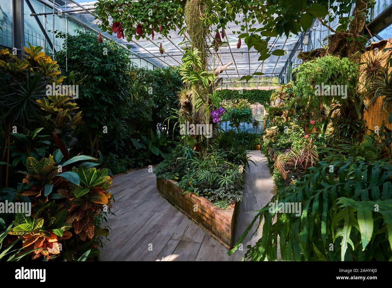France, Burgundy, Yonne, Sens, Moulin à Tan park and garden, tropical greenhouse Stock Photo