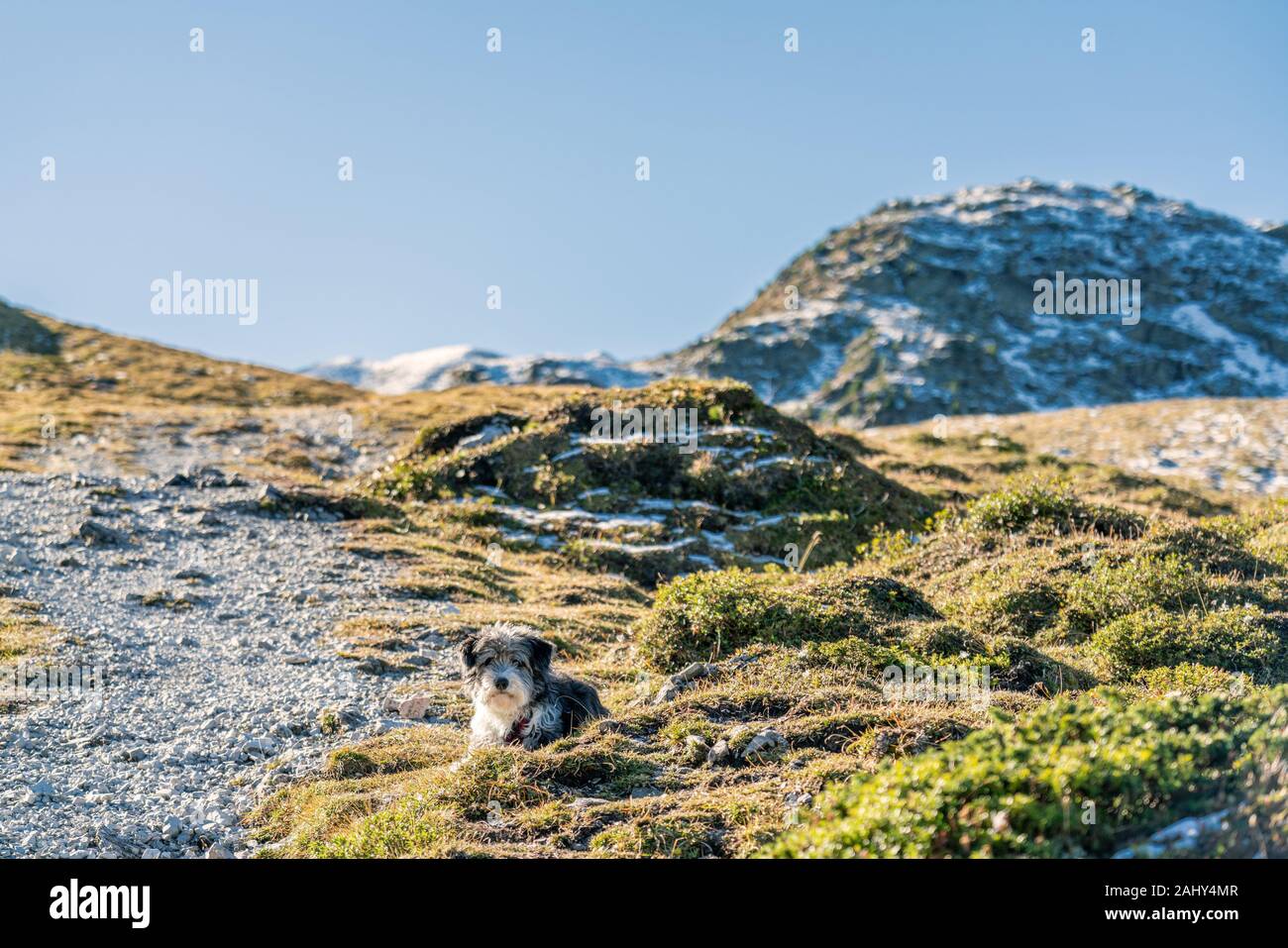 A black and white dog laying on a gravel path on a mountain hiking path in the austrian Alps near the Kemater Alm and Seejoechl. Stock Photo