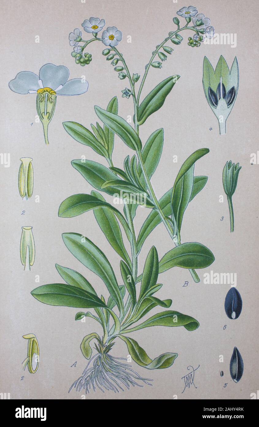Sumpf Vergissmeinnicht Myosotis Scorpioides High Resolution Stock Photography And Images Alamy