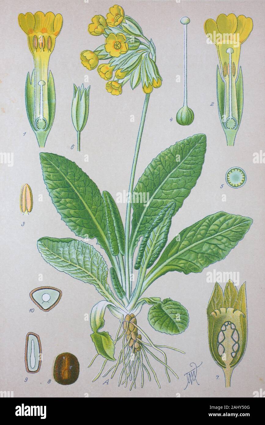 Primula veris, cowslip, common cowslip, cowslip primrose, syn. Primula  officinalis Hill, primrose family Primulaceae / Echte Schlüsselblume,  Pflanzenart aus der Gattung der Primeln, Digital improved reproduction of  an original print from the